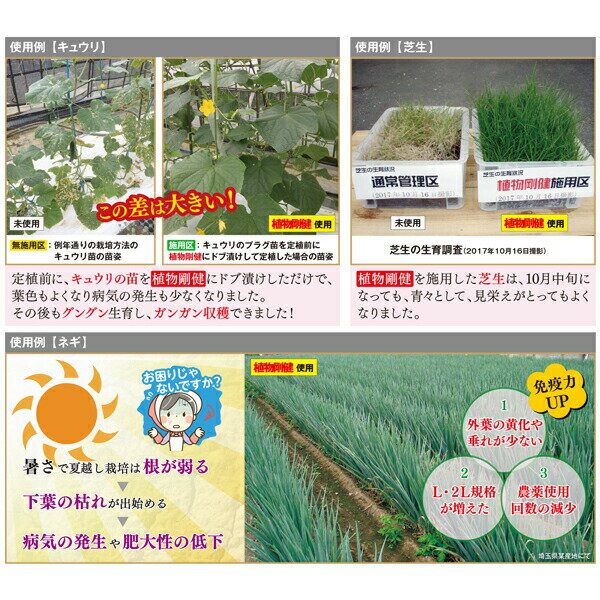 植物剛健 500ml×4本 福井シード 活力剤 植物 活力剤 野菜 活力剤 花 活力剤 植物活...