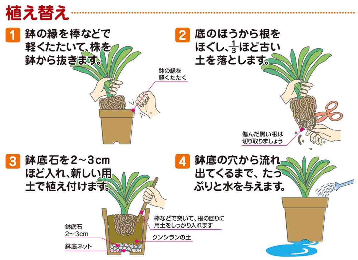 培養土 クンシランの土 10L×5袋 花ごころ 培養土 クンシラン 培養土 クンシラン 土...
