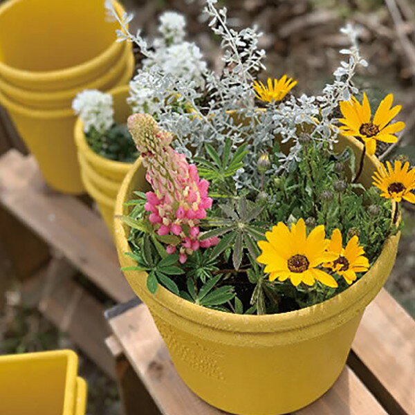 パピエ エコポット 丸浅型 マスタード 8号 八幡化成 鉢