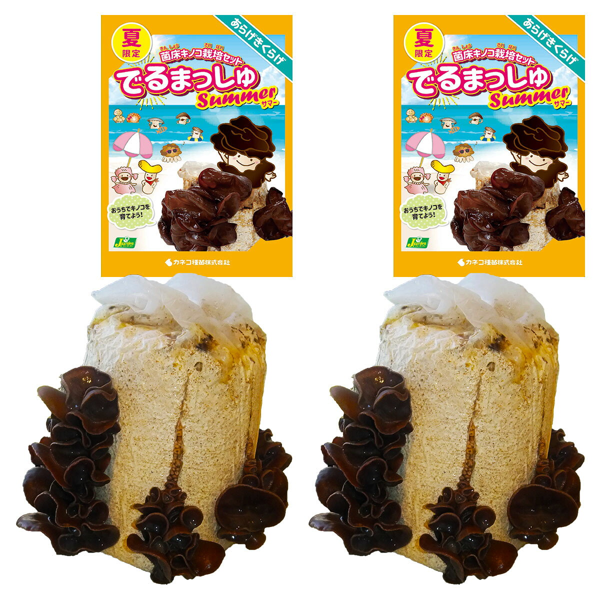 菌床キノコ 栽培セット 夏 でるまっしゅ あらげきくらげ ×2個 カネコ種苗 夏限定 アラゲキクラゲ 栽培キット 室内 きのこ 屋内 キノコ