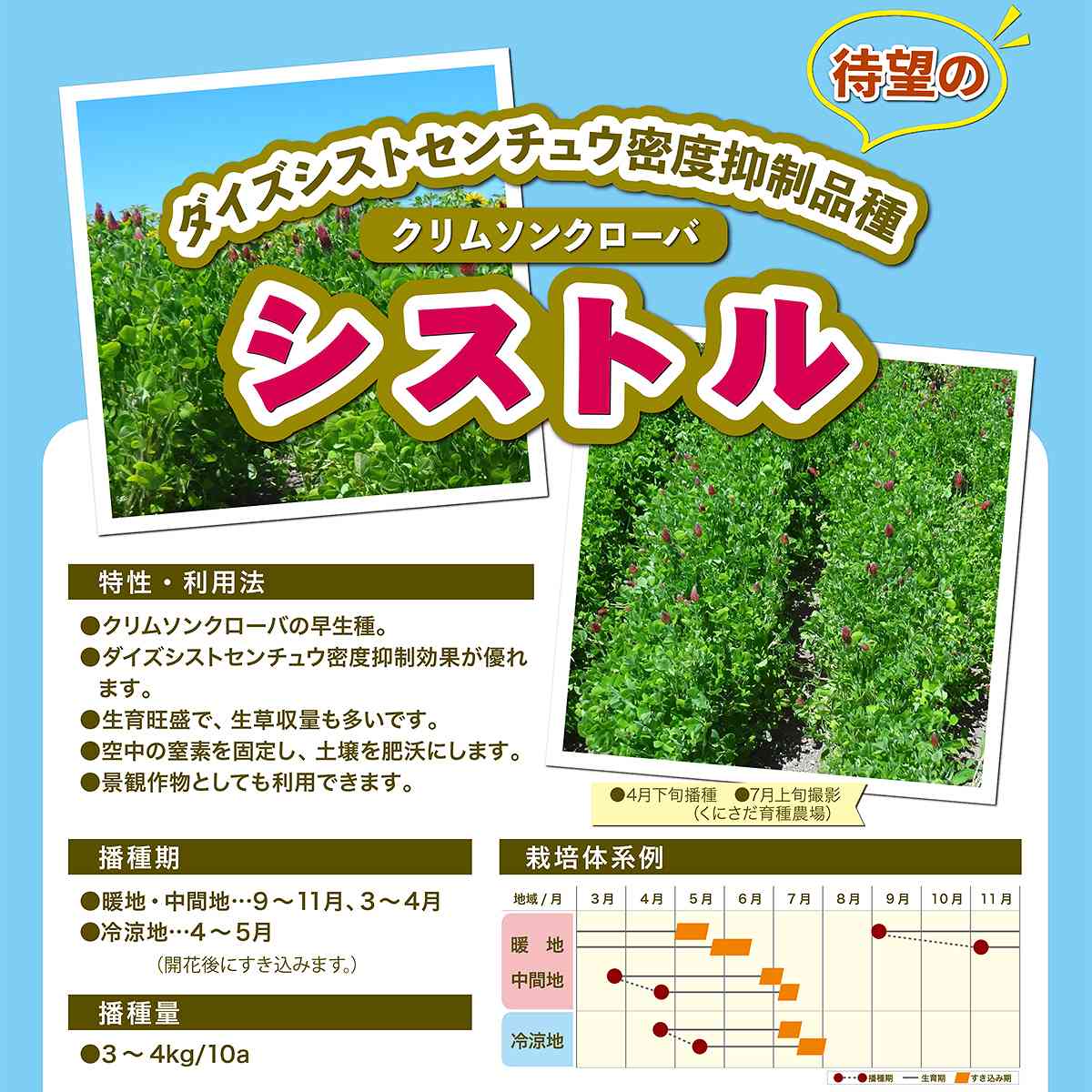 クリムソンクローバ シストル 5kg (500g×10袋) カネコ種苗 緑肥種 緑肥 種 緑肥 種...