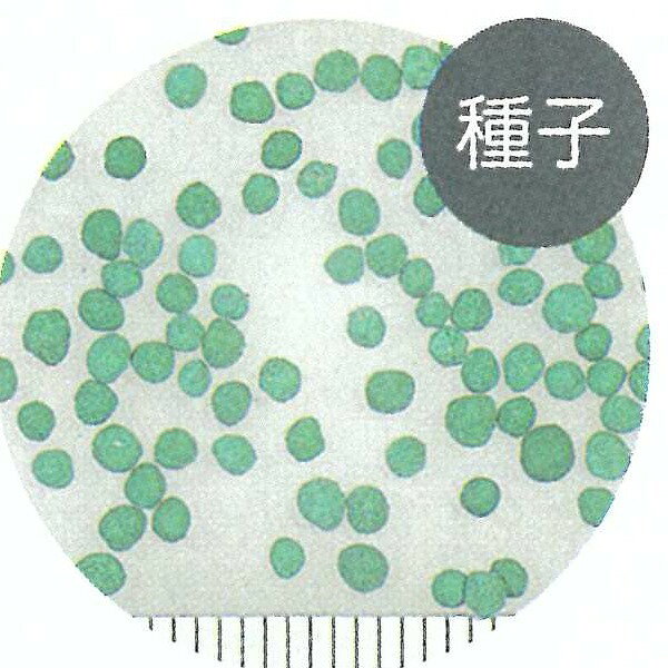 グランドカバー ダイカンドラ 1kg カネコ種苗 景観用種子 ダイカンドラ 種 ディコ...