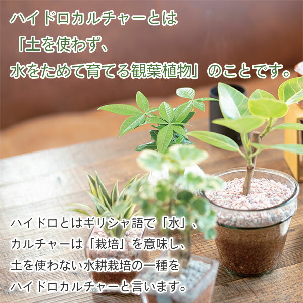 ハイドロカルチャー用栄養剤 300ml 三浦園芸 活力剤 観葉植物 活力剤 ハイドロカルチャー 栄養剤 ハイドロカルチャー 活力液 水耕栽培 活力液 水耕栽培 栄養剤