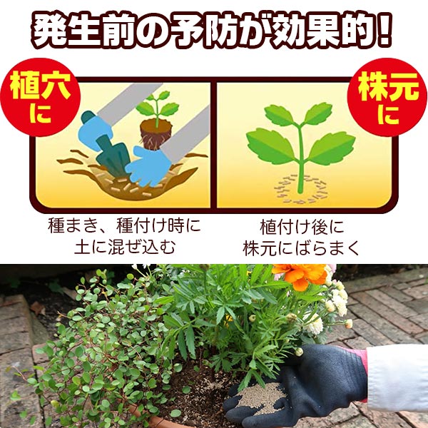 ベニカXガード粒剤 550g KINCHO園芸 殺虫剤 ベニカ 殺虫剤 顆粒 殺虫剤 殺菌剤 ベ...