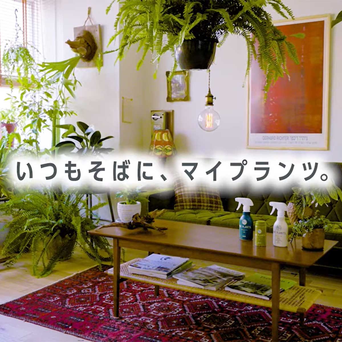 MY PLANTS �������� ���� ����� ���������� 5�����å� KINCHO��� ��ʪ ���� ��ʪ ����� ��ʪ ���������� ��ʪ ���� ���� ���� ���Х� ���� ���� ����