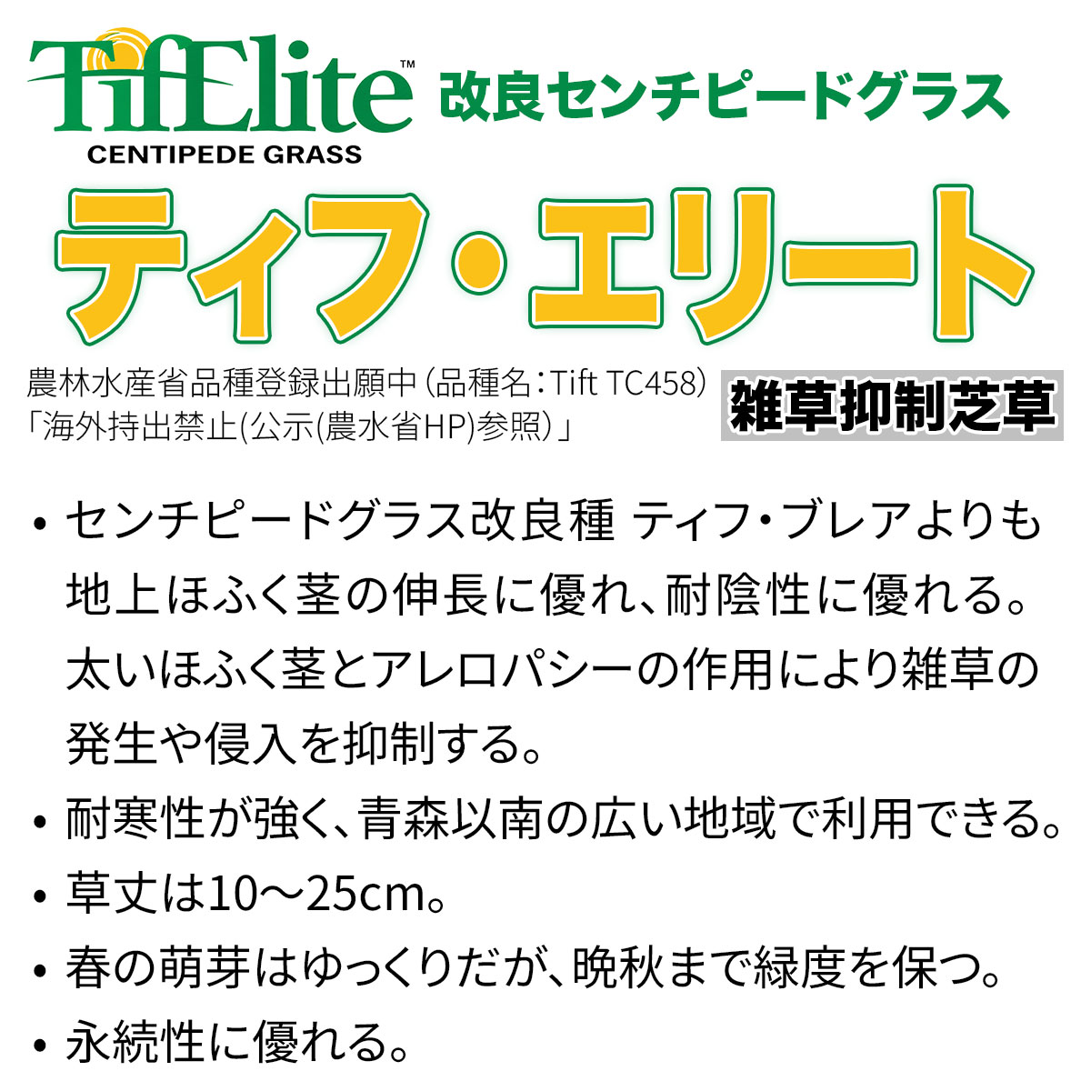 イーワイズの芝種 センチピードグラス ティフ・エリート 1kg (500g×2袋) タキイ種苗 芝生 グランドカバー 雑草対策 緑化 ガーデニング 庭づくり ティフ・ブレア後継｜アングル3
