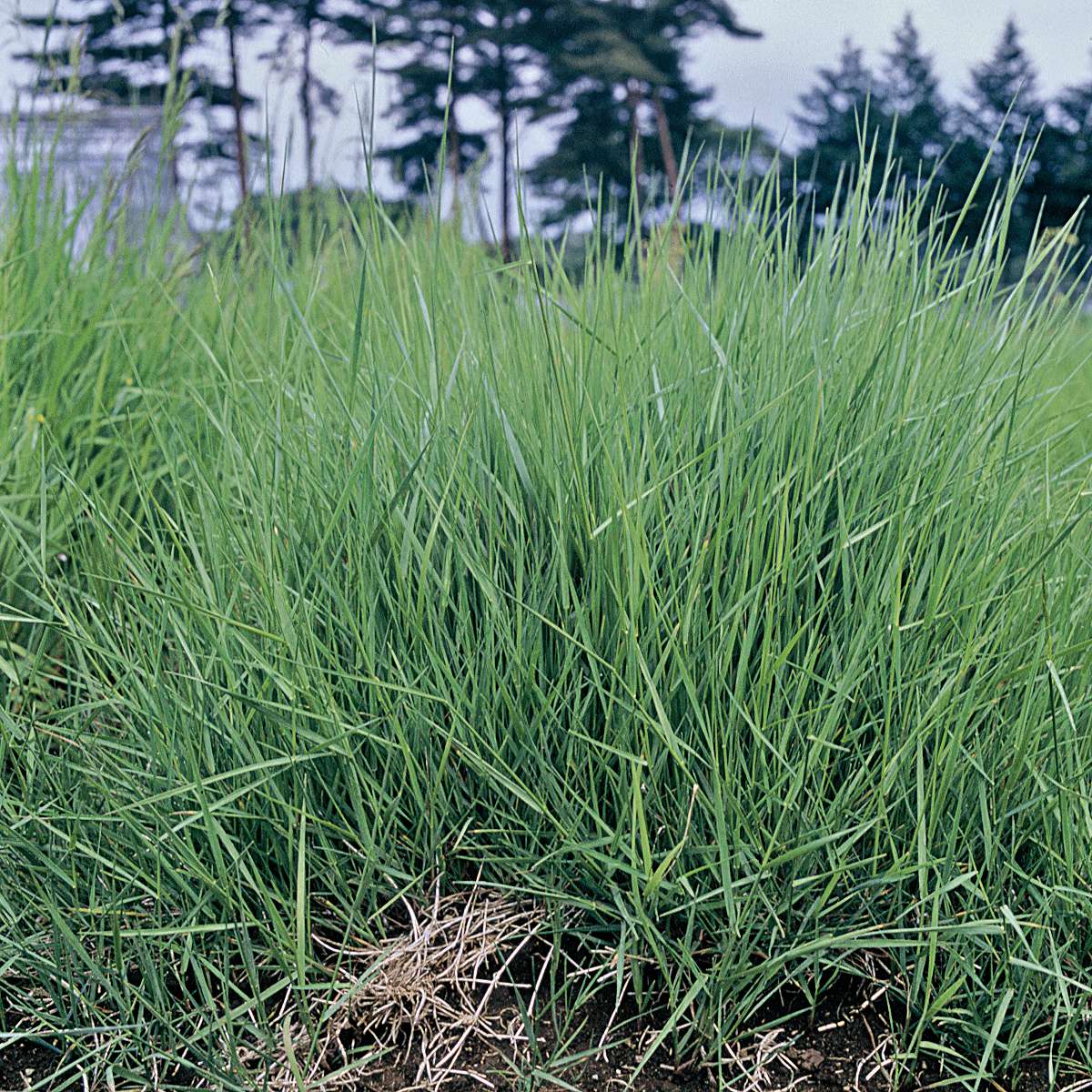 芝種 ハイランド 5kg (0.5kg×10袋) タキイ種苗 芝生の種 芝の種 芝 種 芝 種子 芝...