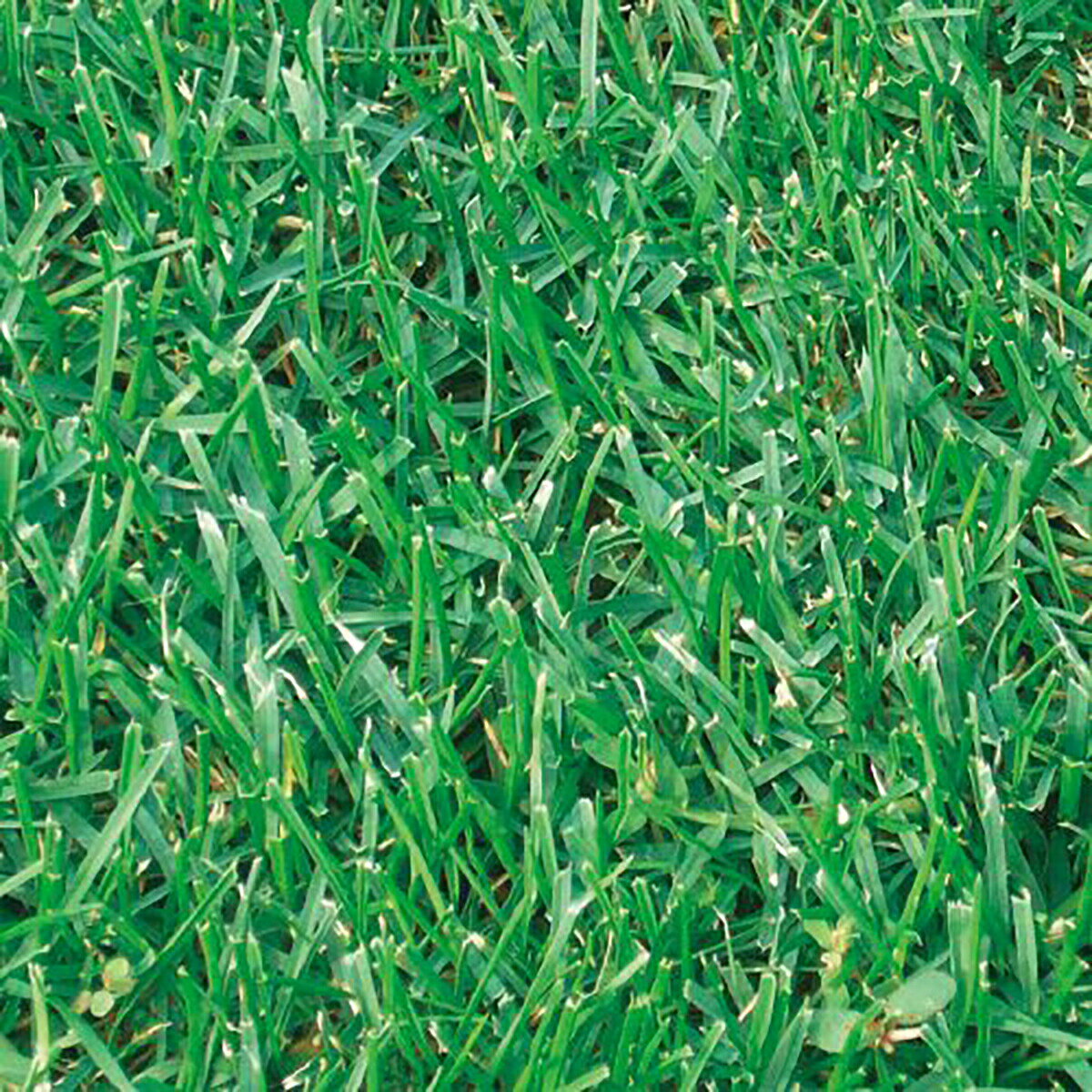 ガーデン用 西洋芝の種 J・ターフ II 10kg タキイ種苗 タネのタキイ 種子 芝種 代金引換不可 送料無料 2
