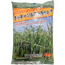緑肥 ソルガム ラッキーソルゴーNeo 1kg タキイ種苗 緑肥 種 緑肥 種子 ソルゴー 種 ソルゴー 種子 緑肥 業務用 種子 緑肥 業務用 種 ソルゴーの種
