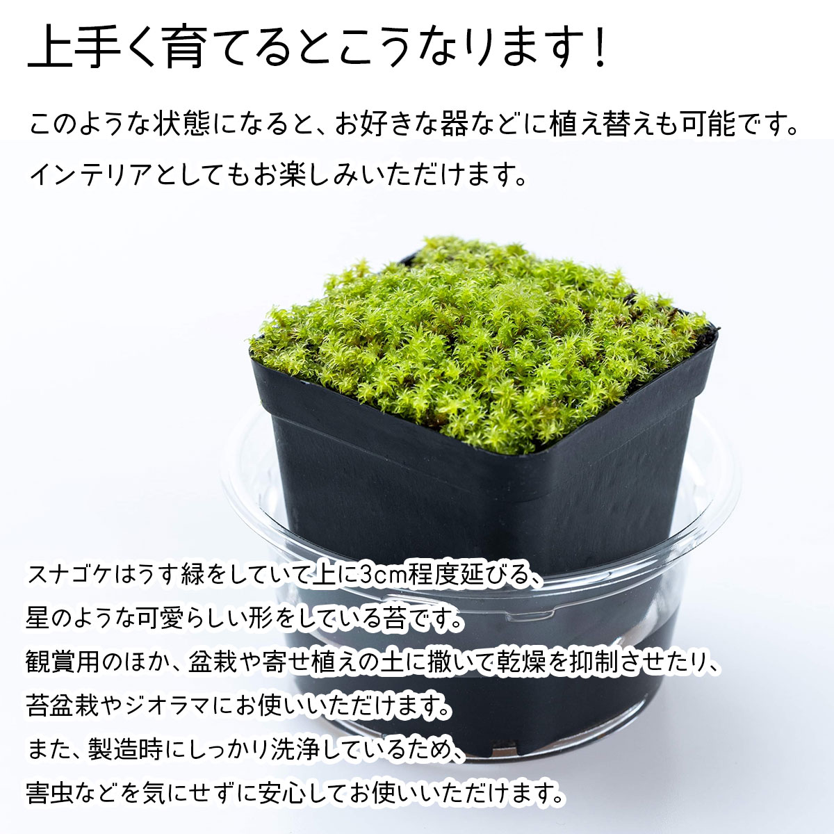 ���ʥ������ݥ��å� �ӥå������� ���ʥ��� ���� ���� ���� �� ���� �������� �ݺ��� ���ߺ� ���� ������� ���� ����ƥꥢ ���ʥ������� ���祹�ʥ���