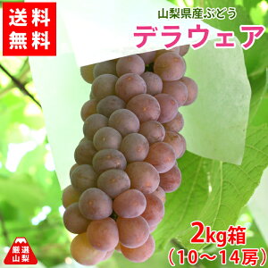 【送料無料】デラウェア 2kg箱 山梨県産 ぶどう 大人気 定番品種 甘酸っぱい 種なしぶどう