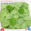 食用の葉 ナスタチウム 山梨県 富士吉田産 約15g×6パック