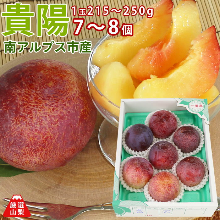 【送料無料】 貴陽 超大玉 7〜8個 (1玉 215〜250g) 山梨県 山梨県 南アルプス市産 完熟 すもも 朝採れ 通販 農家直送