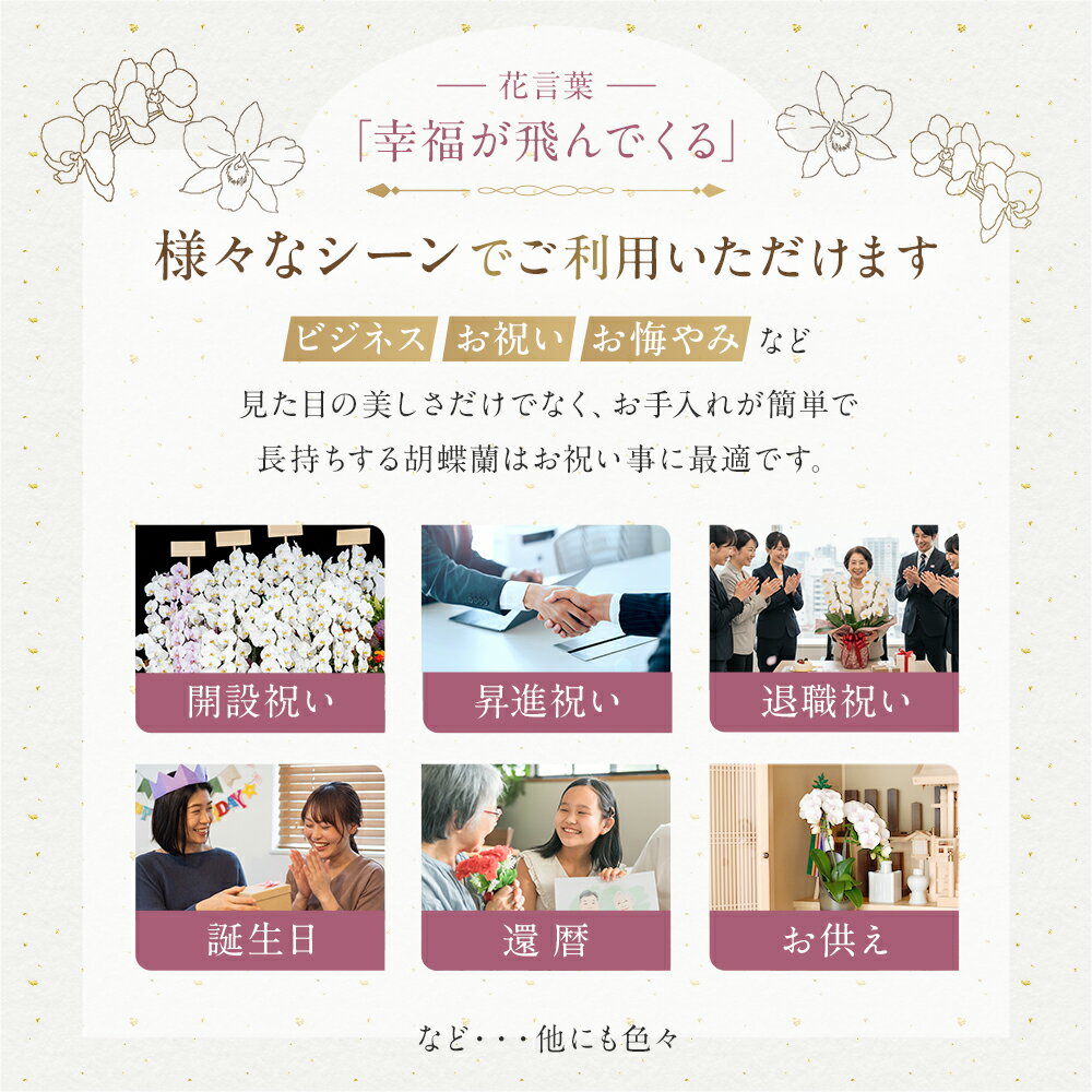 ミディ 胡蝶蘭 ゴールデンライフ 3本立ち 黄色 イエロー お祝い 移転祝い 開店祝い 就任祝い 開院祝い 開業祝い 周年祝い 昇進祝い 退職祝い 当選祝い 還暦 米寿 卒寿 産地直送 写真送信 立札 ラッピング無料 育て方パンフレット付 送料無料