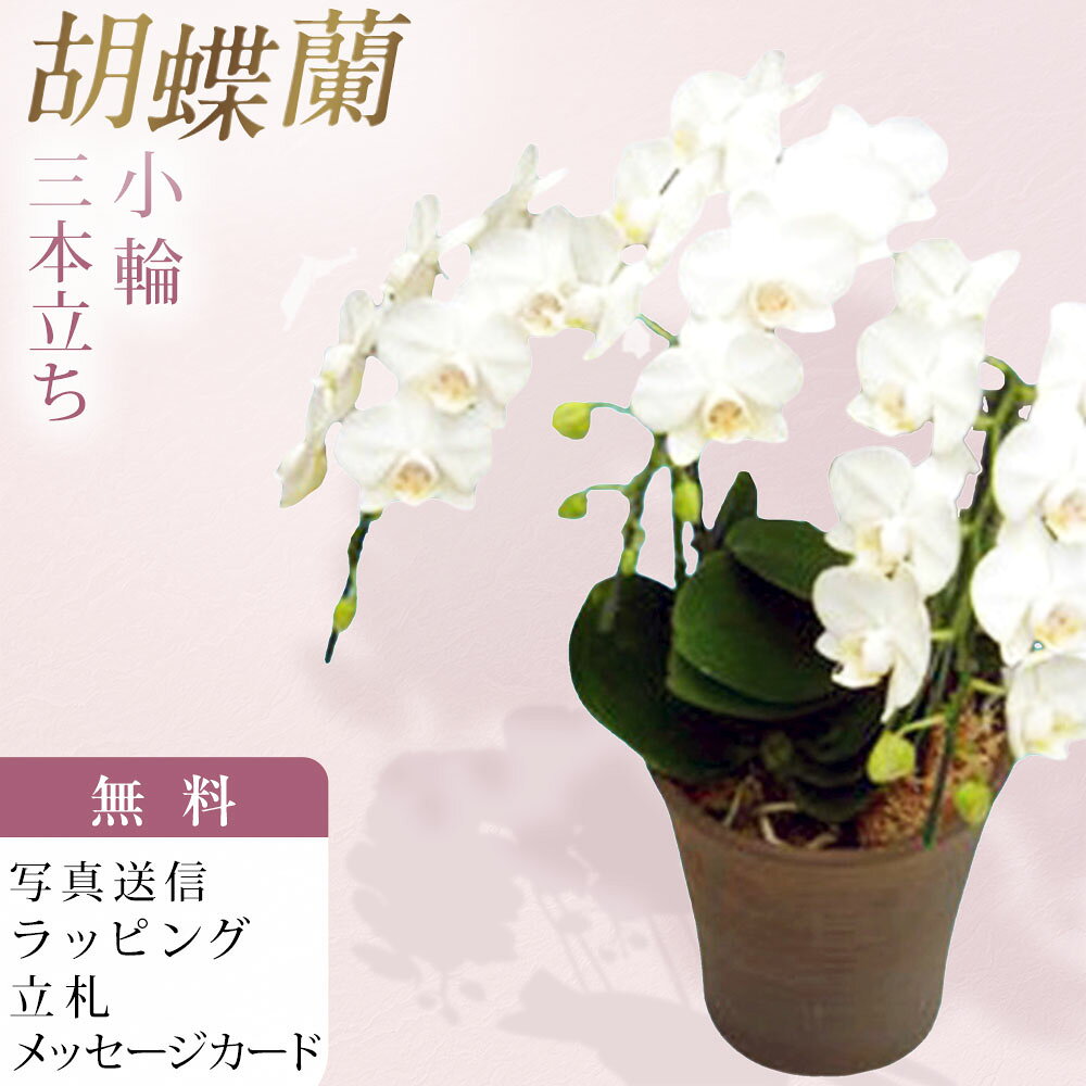 ■アマビリス Phal. amabilis 交配親名 ： 原種のため交配名なし 原産地では木の幹などについて咲く原種の白花、このアマビリスにはとても大きな秘密があります。 一般的によく知られている、大きな花を持つ胡蝶蘭の品種は、その昔に野生のアマビリスの中から、花がより大きいものを選んで掛け合わせることをくり返し、途方もない時間をかけて少しずつ大きくなって生まれてきたものです。 いわば、アマビリスは、胡蝶蘭の始まりの花なのです。 現在のアマビリスは、野生の固体から選抜された優秀な交配によって、原種らしく清楚な美しさと、剛健で花持ちの良い性質を持っています。 定番の白色である為、贈答品として大変人気が有ります。 ■生産農園のご紹介 洋蘭の鉄人と言われる森田洋蘭園で生産された胡蝶蘭をお届け致します。 40年以上の歳月をかけ、数千もの胡蝶蘭を掛け合わせて育種を続けた現在、数多くのオリジナル品種を生み出し、国内外で高い評価を得ています。高品質かつ少量多品種の栽培をモットーに、選ぶ愉しみある洋蘭のあり方を提案されています。 森田洋蘭園では、国内の多くの生産者がもうやらなくなってしまった品種改良を創業当時から現在も続け、ひとつの品種に約10年という歳月を費やしながら、森田洋蘭園だけのオリジナル品種の数々を生み出してきた歴史があります。そこから紡ぎ出される栽培技術の集積によって、多くの受賞歴を誇る個性豊かな胡蝶蘭を世に送り出し今日に至ります。 受賞歴；農林水産大臣賞、世界らん展ブルーリボン賞（トロフィー賞）※最高位、他多数 ■お届け日時 弊店営業日の15時迄にご注文を頂きましたら、翌々日出荷致します。 北海道、九州、沖縄地域へのお届けは、出荷してお届けする迄に2日以上掛かります。 ■立札、メッセージカード、ラッピング ラッピング、メッセージカード、立札は無料。 ■画像配信 お届けした商品写真をメールにてお送り致します。 ■サイズ 高さ 約50cm前後 ■その他 北海道・寒冷地域へのお届けは温度障害を防ぐため、4月〜11月までの期間しか出荷できません。気象条件により可能な場合も有りますので、詳しくはお問合せ願います。 弊店休業日のご注文は翌営業日の扱いとなります。 ■注意事項 ご注文のタイミングにより開花していない場合が稀にある為、ご希望の納期にお届けできない場合がございます。ご注文前にお問合せ頂けましたら開花状況をお知らせ致します。 胡蝶蘭 森田洋蘭園 森田蘭 森田 3本立ち 3本立 3本 ミディ胡蝶蘭 白色 ミディ 洋蘭 洋ラン 胡蝶 ラン 蘭 洋 鉢 フラワーショップ乃木坂 乃木坂 お供え お悔やみ 葬儀 法事 花 珍しい 原種 柄 匿名 配送 送料 送料無料 安い お急ぎ 沖縄