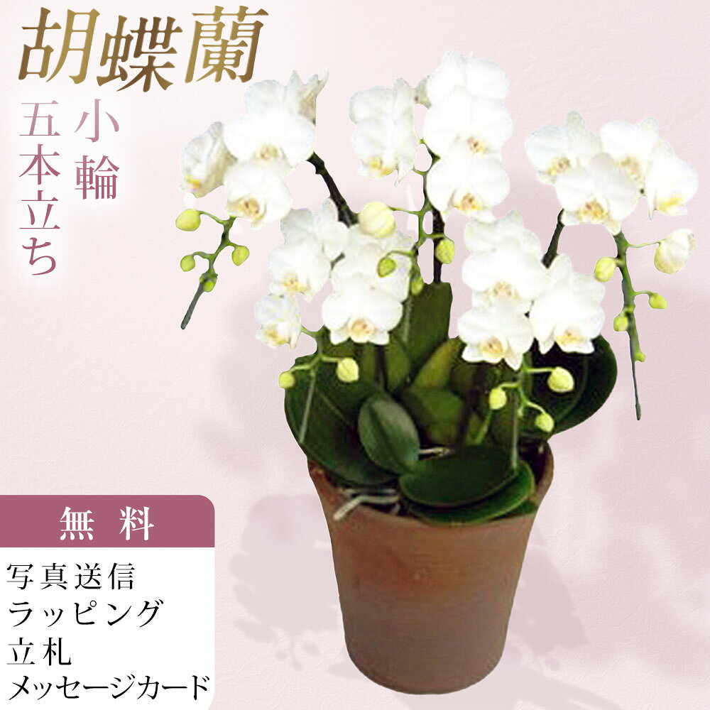 ■アマビリス Phal. amabilis 交配親名 ： 原種のため交配名なし 原産地では木の幹などについて咲く原種の白花、このアマビリスにはとても大きな秘密があります。 一般的によく知られている、大きな花を持つ胡蝶蘭の品種は、その昔に野生のアマビリスの中から、花がより大きいものを選んで掛け合わせることをくり返し、途方もない時間をかけて少しずつ大きくなって生まれてきたものです。 いわば、アマビリスは、胡蝶蘭の始まりの花なのです。 現在のアマビリスは、野生の固体から選抜された優秀な交配によって、原種らしく清楚な美しさと、剛健で花持ちの良い性質を持っています。 定番の白色である為、贈答品として大変人気が有ります。 ■生産農園のご紹介 洋蘭の鉄人と言われる森田洋蘭園で生産された胡蝶蘭をお届け致します。 40年以上の歳月をかけ、数千もの胡蝶蘭を掛け合わせて育種を続けた現在、数多くのオリジナル品種を生み出し、国内外で高い評価を得ています。高品質かつ少量多品種の栽培をモットーに、選ぶ愉しみある洋蘭のあり方を提案されています。 森田洋蘭園では、国内の多くの生産者がもうやらなくなってしまった品種改良を創業当時から現在も続け、ひとつの品種に約10年という歳月を費やしながら、森田洋蘭園だけのオリジナル品種の数々を生み出してきた歴史があります。そこから紡ぎ出される栽培技術の集積によって、多くの受賞歴を誇る個性豊かな胡蝶蘭を世に送り出し今日に至ります。 受賞歴；農林水産大臣賞、世界らん展ブルーリボン賞（トロフィー賞）※最高位、他多数 ■お届け日時 弊店営業日の15時迄にご注文を頂きましたら、翌々日出荷致します。 北海道、九州、沖縄地域へのお届けは、出荷してお届けする迄に2日以上掛かります。 ■立札、メッセージカード、ラッピング ラッピング、メッセージカード、立札は無料。 ■画像配信 お届けした商品写真をメールにてお送り致します。 ■サイズ 高さ 約50～60cm前後 ■その他 北海道・寒冷地域へのお届けは温度障害を防ぐため、4月〜11月までの期間しか出荷できません。気象条件により可能な場合も有りますので、詳しくはお問合せ願います。 弊店休業日のご注文は翌営業日の扱いとなります。 ■注意事項 ご注文のタイミングにより開花していない場合が稀にある為、ご希望の納期にお届けできない場合がございます。ご注文前にお問合せ頂けましたら開花状況をお知らせ致します。 胡蝶蘭 森田洋蘭園 森田 5本立ち 5本立 5本 ミディ胡蝶蘭 ミニ胡蝶蘭 白色 白 ホワイト ミディ 洋蘭 洋ラン 胡蝶 ラン 蘭 洋 鉢 フラワーショップ乃木坂 乃木坂 お祝い ギフト 誕生日 開店 祝い 開店祝い 開業 新年 挨拶 還暦 お盆 敬老の日 敬老 クリスマス 正月 お供え 花 珍しい 原種 柄 匿名 配送 送料 送料無料 安い お急ぎ 沖縄