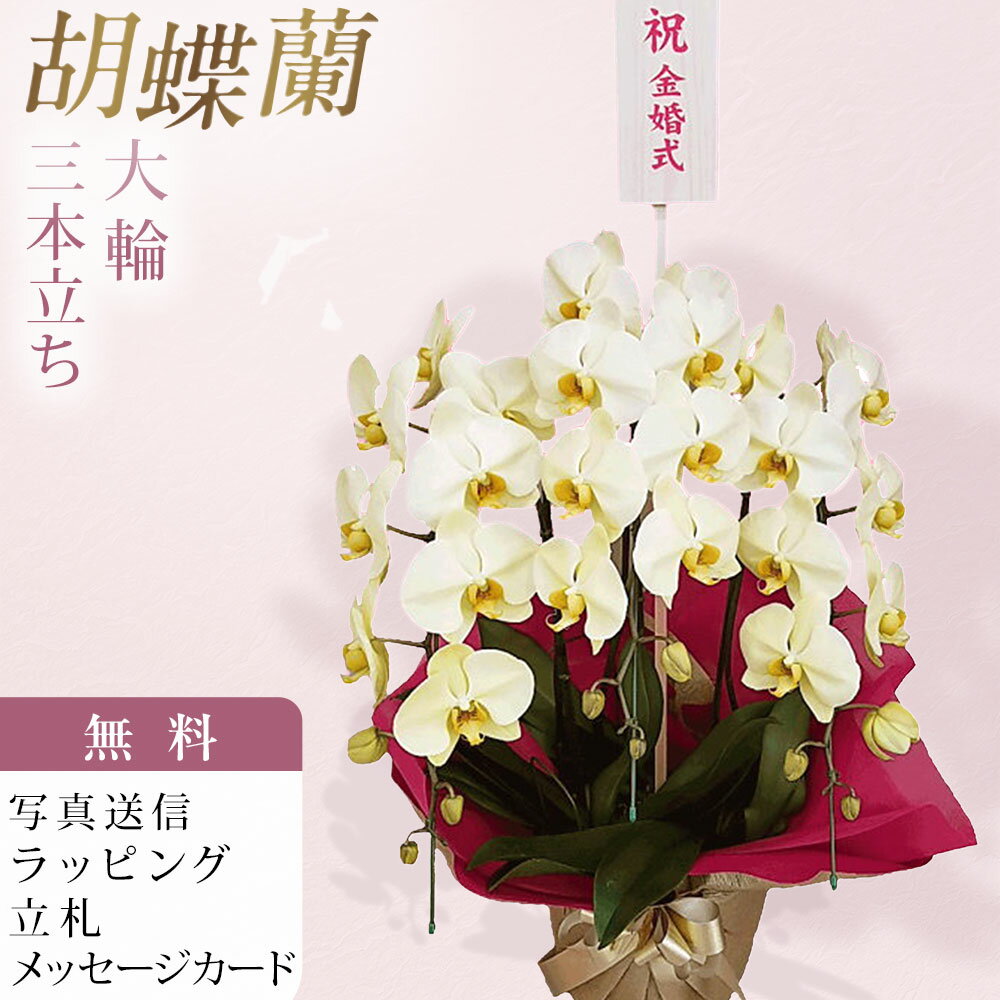 Rakuten - 胡蝶蘭 ゴールデンアポロン 3本立ち 木札 金婚式 お祝い 移転祝い 開店祝い 就任祝い 開院祝い 開業祝い 周年祝い 誕生日 還暦 米寿 卒寿 鉢花 花 贈り物 産地直送 写真送信 立札 ラッピング無料 育て方パンフレット付 送料無料