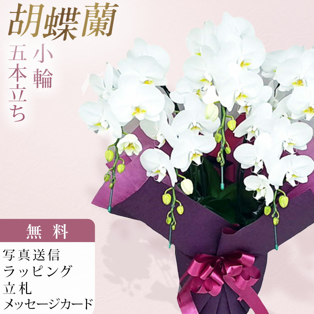 ■アマビリス Phal. amabilis 交配親名 ： 原種のため交配名なし 原産地では木の幹などについて咲く原種の白花、このアマビリスにはとても大きな秘密があります。 一般的によく知られている、大きな花を持つ胡蝶蘭の品種は、その昔に野生のアマビリスの中から、花がより大きいものを選んで掛け合わせることをくり返し、途方もない時間をかけて少しずつ大きくなって生まれてきたものです。 いわば、アマビリスは、胡蝶蘭の始まりの花なのです。 現在のアマビリスは、野生の固体から選抜された優秀な交配によって、原種らしく清楚な美しさと、剛健で花持ちの良い性質を持っています。 定番の白色である為、贈答品として大変人気が有ります。 ■生産農園のご紹介 洋蘭の鉄人と言われる森田洋蘭園で生産された胡蝶蘭をお届け致します。 40年以上の歳月をかけ、数千もの胡蝶蘭を掛け合わせて育種を続けた現在、数多くのオリジナル品種を生み出し、国内外で高い評価を得ています。高品質かつ少量多品種の栽培をモットーに、選ぶ愉しみある洋蘭のあり方を提案されています。 森田洋蘭園では、国内の多くの生産者がもうやらなくなってしまった品種改良を創業当時から現在も続け、ひとつの品種に約10年という歳月を費やしながら、森田洋蘭園だけのオリジナル品種の数々を生み出してきた歴史があります。そこから紡ぎ出される栽培技術の集積によって、多くの受賞歴を誇る個性豊かな胡蝶蘭を世に送り出し今日に至ります。 受賞歴；農林水産大臣賞、世界らん展ブルーリボン賞（トロフィー賞）※最高位、他多数 ■お届け日時 弊店営業日の15時迄にご注文を頂きましたら、翌々日出荷致します。 北海道、九州、沖縄地域へのお届けは、出荷してお届けする迄に2日以上掛かります。 ■立札、メッセージカード、ラッピング ラッピング、メッセージカード、立札は無料。 ■画像配信 お届けした商品写真をメールにてお送り致します。 ■サイズ 高さ 約50～60cm前後 ■その他 北海道・寒冷地域へのお届けは温度障害を防ぐため、4月〜11月までの期間しか出荷できません。気象条件により可能な場合も有りますので、詳しくはお問合せ願います。 弊店休業日のご注文は翌営業日の扱いとなります。 ■注意事項 ご注文のタイミングにより開花していない場合が稀にある為、ご希望の納期にお届けできない場合がございます。ご注文前にお問合せ頂けましたら開花状況をお知らせ致します。 胡蝶蘭 森田洋蘭園 森田 5本立ち 5本立 5本 ミディ胡蝶蘭 ミニ胡蝶蘭 白色 白 ホワイト ミディ 洋蘭 洋ラン 胡蝶 ラン 蘭 洋 鉢 フラワーショップ乃木坂 乃木坂 お祝い ギフト 誕生日 開店 祝い 開店祝い 開業 新年 挨拶 還暦 お盆 敬老の日 敬老 クリスマス 正月 お供え 花 珍しい 原種 柄 匿名 配送 送料 送料無料 安い お急ぎ 沖縄