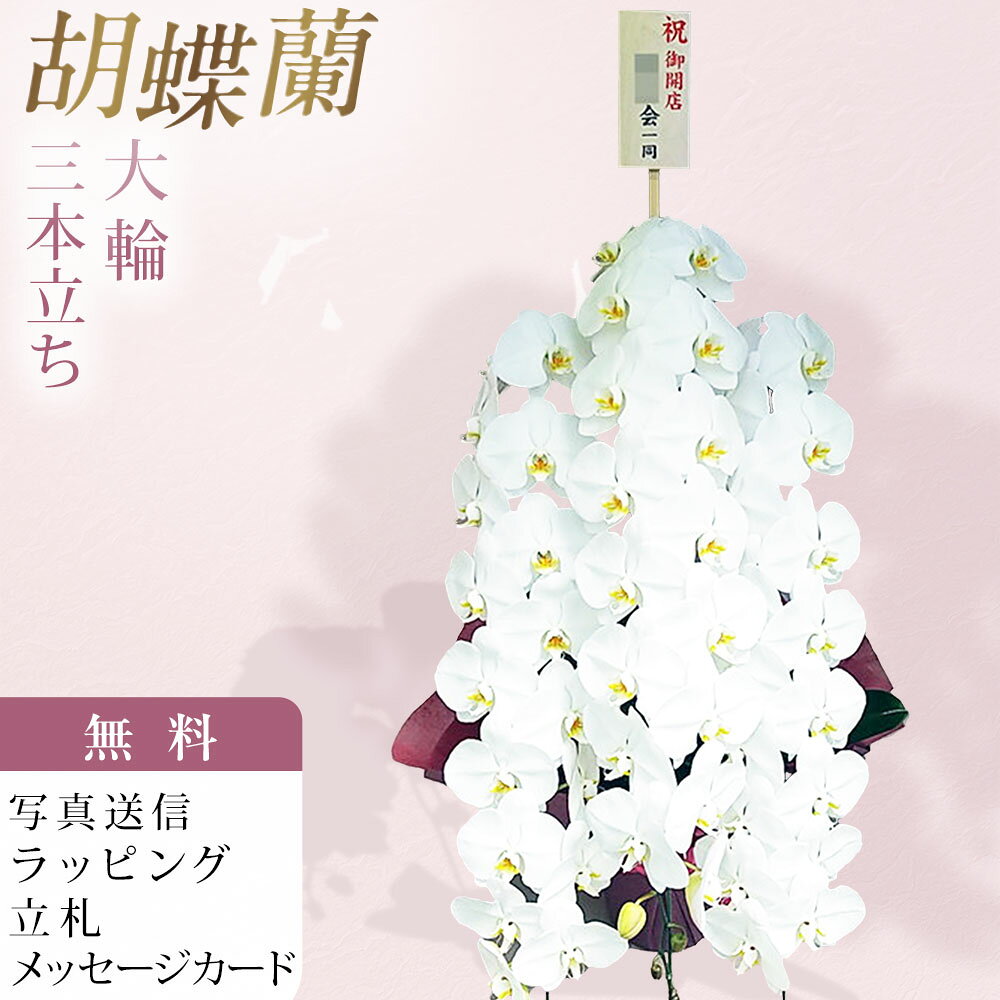 Moth Orchid - 胡蝶蘭 3本立ち 大輪 白 胡蝶蘭 3本立 40輪〜47輪 ピンク色 木札 開店 お祝い 移転祝い 開店祝い 就任祝い 開院祝い 開業祝い 周年祝い 昇進祝い 退職祝い 当選祝い 誕生日 還暦 米寿 卒寿 お供え 御供 産地直送 写真送信 立札 ラッピング無料 育て方パンフレット付 送料無料