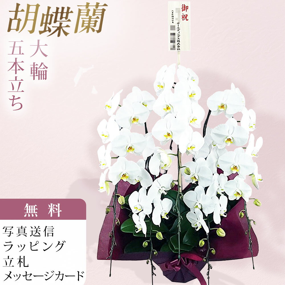 Moth Orchid - 胡蝶蘭 大輪 5本立ち 白 お祝い 移転祝い 開店祝い 就任祝い 開院祝い 開業祝い 周年祝い 昇進祝い 退職祝い 当選祝い 誕生日 還暦 米寿 卒寿 お供え 御供 供花 命日 鉢花 産地直送 写真送信 立札 ラッピング無料 育て方パンフレット付 送料無料