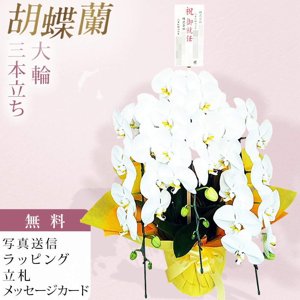 Rakuten - 胡蝶蘭 3本立ち 大輪 白 木札 御就任 お祝い 移転祝い 開店祝い 就任祝い 開院祝い 開業祝い 周年祝い 昇進祝い 退職祝い 当選祝い 誕生日 還暦 米寿 卒寿 お供え 御供 供花 命日 鉢花 産地直送 写真送信 立札 ラッピング無料 育て方パンフレット付 送料無料