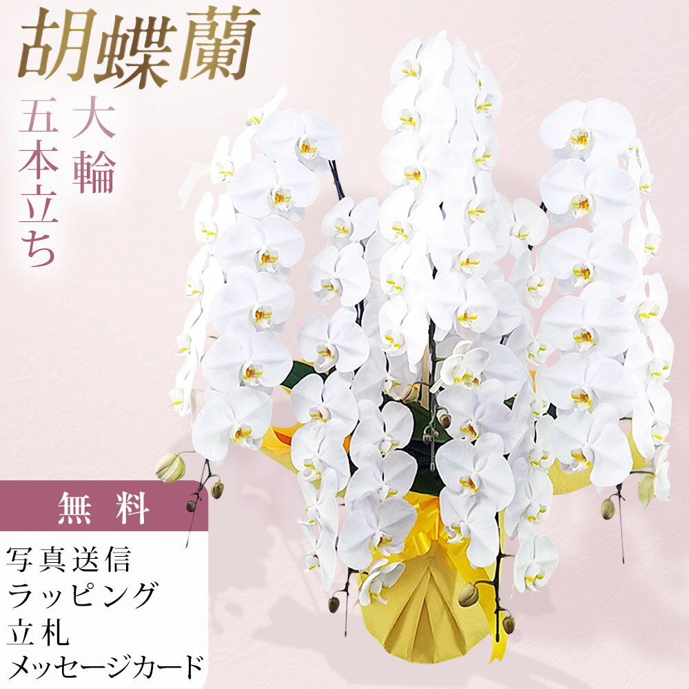 Moth Orchid - 胡蝶蘭 5本立ち 大輪 白 お祝い 移転祝い 開店祝い 就任祝い 開院祝い 開業祝い 周年祝い 昇進祝い 退職祝い 当選祝い 誕生日 還暦 米寿 卒寿 お供え 御供 供花 命日 鉢花 産地直送 写真送信 立札 ラッピング無料 育て方パンフレット付 送料無料