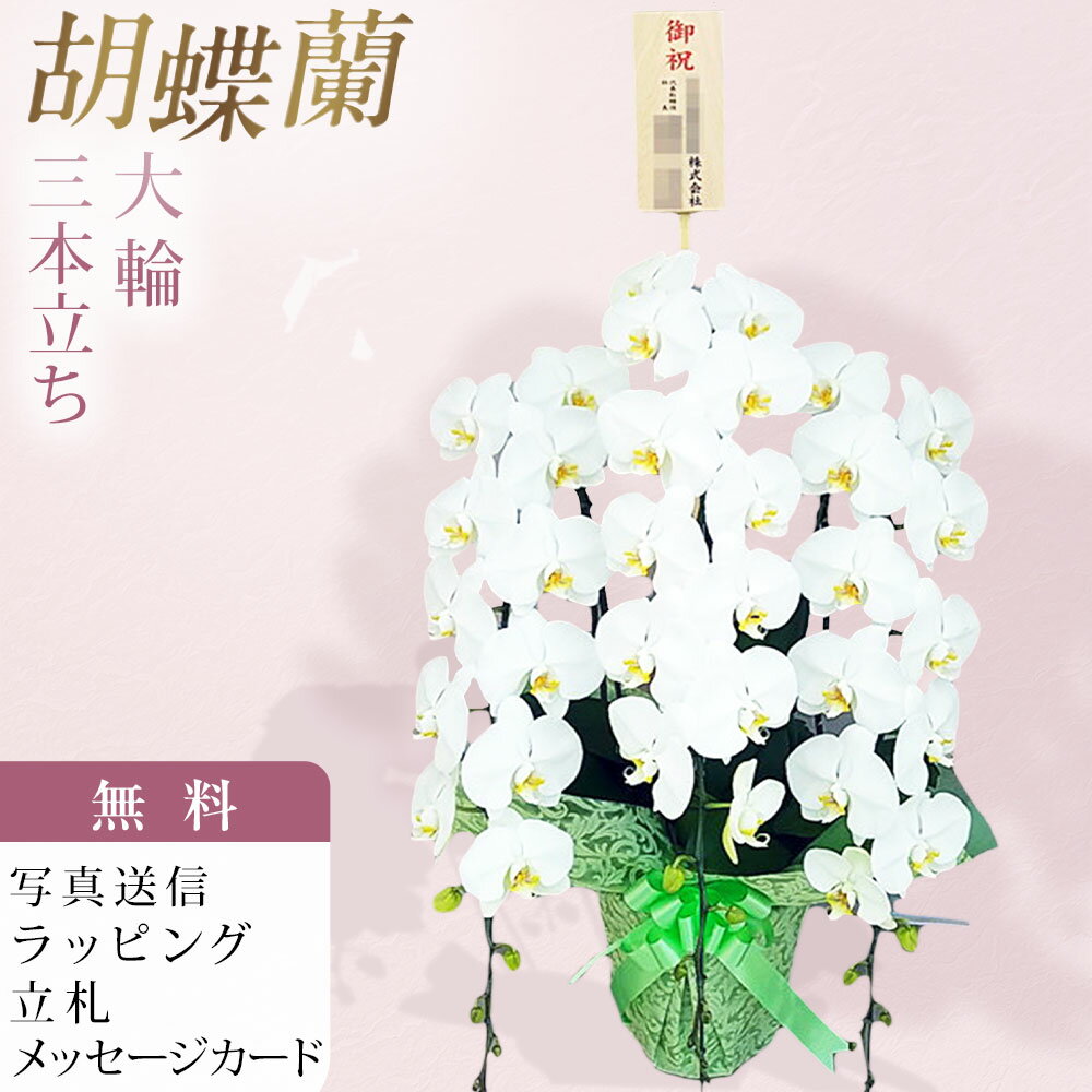 ■大輪 白 胡蝶蘭 白い胡蝶蘭は、上品で華やかな印象から、贈り物として広く選ばれている定番のフラワーです。 誰にでも好まれる「白」だからこそ、シーンを問わず安心してお贈りいただけます。 胡蝶蘭は一見似て見えますが、よく見るとひとつひとつに違いがあります。 育てる人や環境によって、株のしっかりさや花の持ちにも差が生まれます。 こちらは、丁寧に管理された環境で育てられた、仕立ての美しい一鉢。 花の並びや全体のバランスが整っており、見栄えの良さが際立ちます。 大切な場面にも、安心してお選びいただけます。 【品種の特徴】 ●大輪系の中で最も大きなサイズ ●花径13cm前後 ●ボリューム感のあるギフトの定番の形 ●美しくさえた白の色彩 ●きめの細やかな質感 ●花の並びがよい ■生産農園のご紹介 洋蘭の鉄人と言われる森田洋蘭園で生産された胡蝶蘭をお届け致します。 40年以上の歳月をかけ、数千もの胡蝶蘭を掛け合わせて育種を続けた現在、数多くのオリジナル品種を生み出し、国内外で高い評価を得ています。高品質かつ少量多品種の栽培をモットーに、選ぶ愉しみある洋蘭のあり方を提案されています。 森田洋蘭園では、国内の多くの生産者がもうやらなくなってしまった品種改良を創業当時から現在も続け、ひとつの品種に約10年という歳月を費やしながら、森田洋蘭園だけのオリジナル品種の数々を生み出してきた歴史があります。そこから紡ぎ出される栽培技術の集積によって、多くの受賞歴を誇る個性豊かな胡蝶蘭を世に送り出し今日に至ります。 受賞歴；農林水産大臣賞、世界らん展ブルーリボン賞（トロフィー賞）※最高位、他多数 ■お届け日時 弊店営業日の15時迄にご注文を頂きましたら、翌々日出荷致します。 北海道、九州、沖縄地域へのお届けは、出荷してお届けする迄に2日以上掛かります。 ■立札、メッセージカード、ラッピング ラッピング、メッセージカード、立札は無料。 ■画像配信 お届けした商品写真をメールにてお送り致します。 ■サイズ 高さ 約95cm前後　※仕立て状態により変わる場合があります。 ■その他 北海道・寒冷地域へのお届けは温度障害を防ぐため、4月〜11月までの期間しか出荷できません。気象条件により可能な場合も有りますので、詳しくはお問合せ願います。 弊店休業日のご注文は翌営業日の扱いとなります。 ■注意事項 ご注文のタイミングにより開花していない場合が稀にある為、ご希望の納期にお届けできない場合がございます。ご注文前にお問合せ頂けましたら開花状況をお知らせ致します。 胡蝶蘭 森田 森田洋蘭 森田洋蘭園 3本立ち 3本立 3本 大輪胡蝶蘭 大輪系胡蝶蘭 白色 ホワイト 大輪 洋蘭 洋ラン 胡蝶 ラン 蘭 洋 鉢 フラワーショップ乃木坂 乃木坂 お祝い ギフト 就任 誕生日 開店 祝い 開店祝い 開業 新年 挨拶 還暦 お盆 敬老の日 敬老 クリスマス 正月 お供え 花 匿名 配送 送料 送料無料 安い お急ぎ 沖縄