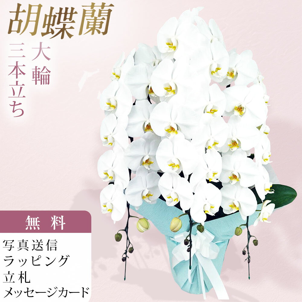■大輪 白 胡蝶蘭 白い胡蝶蘭は、上品で華やかな印象から、贈り物として広く選ばれている定番のフラワーです。 誰にでも好まれる「白」だからこそ、シーンを問わず安心してお贈りいただけます。 胡蝶蘭は一見似て見えますが、よく見るとひとつひとつに違いがあります。 育てる人や環境によって、株のしっかりさや花の持ちにも差が生まれます。 こちらは、丁寧に管理された環境で育てられた、仕立ての美しい一鉢。 花の並びや全体のバランスが整っており、見栄えの良さが際立ちます。 大切な場面にも、安心してお選びいただけます。 【品種の特徴】 ●大輪系の中で最も大きなサイズ ●花径13cm前後 ●ボリューム感のあるギフトの定番の形 ●美しくさえた白の色彩 ●きめの細やかな質感 ●花の並びがよい ■生産農園のご紹介 洋蘭の鉄人と言われる森田洋蘭園で生産された胡蝶蘭をお届け致します。 40年以上の歳月をかけ、数千もの胡蝶蘭を掛け合わせて育種を続けた現在、数多くのオリジナル品種を生み出し、国内外で高い評価を得ています。高品質かつ少量多品種の栽培をモットーに、選ぶ愉しみある洋蘭のあり方を提案されています。 森田洋蘭園では、国内の多くの生産者がもうやらなくなってしまった品種改良を創業当時から現在も続け、ひとつの品種に約10年という歳月を費やしながら、森田洋蘭園だけのオリジナル品種の数々を生み出してきた歴史があります。そこから紡ぎ出される栽培技術の集積によって、多くの受賞歴を誇る個性豊かな胡蝶蘭を世に送り出し今日に至ります。 受賞歴；農林水産大臣賞、世界らん展ブルーリボン賞（トロフィー賞）※最高位、他多数 ■お届け日時 弊店営業日の15時迄にご注文を頂きましたら、翌々日出荷致します。 北海道、九州、沖縄地域へのお届けは、出荷してお届けする迄に2日以上掛かります。 ■立札、メッセージカード、ラッピング ラッピング、メッセージカード、立札は無料。 ■画像配信 お届けした商品写真をメールにてお送り致します。 ■サイズ 高さ 約85cm前後　※仕立て状態により変わる場合があります。 ■その他 北海道・寒冷地域へのお届けは温度障害を防ぐため、4月〜11月までの期間しか出荷できません。気象条件により可能な場合も有りますので、詳しくはお問合せ願います。 弊店休業日のご注文は翌営業日の扱いとなります。 ■注意事項 ご注文のタイミングにより開花していない場合が稀にある為、ご希望の納期にお届けできない場合がございます。ご注文前にお問合せ頂けましたら開花状況をお知らせ致します。 胡蝶蘭 森田 森田洋蘭 森田洋蘭園 3本立ち 3本立 3本 大輪胡蝶蘭 大輪系胡蝶蘭 白色 ホワイト 大輪 洋蘭 洋ラン 胡蝶 ラン 蘭 洋 鉢 フラワーショップ乃木坂 乃木坂 お祝い ギフト 就任 誕生日 開店 祝い 開店祝い 開業 新年 挨拶 還暦 お盆 敬老の日 敬老 クリスマス 正月 お供え 花 匿名 配送 送料 送料無料 安い お急ぎ 沖縄