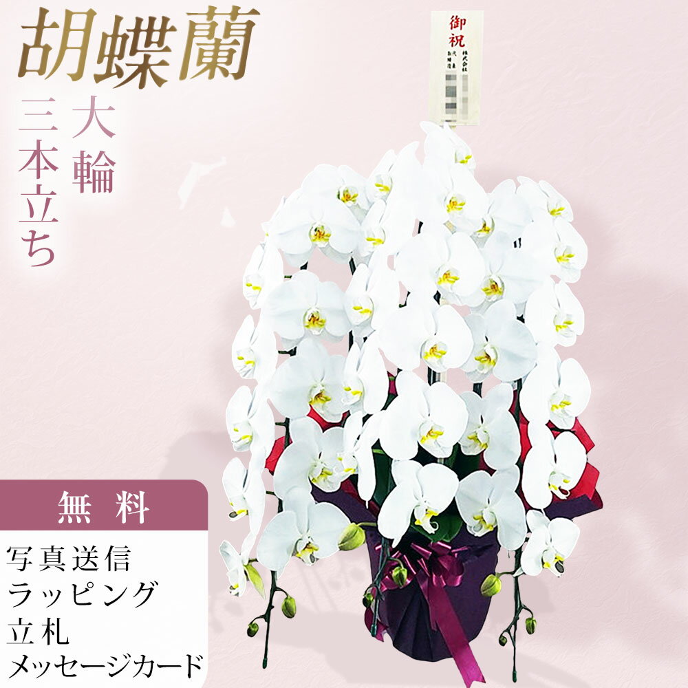 Rakuten - 胡蝶蘭 3本立ち 大輪 白 木札 御祝 お祝い 移転祝い 開店祝い 就任祝い 開院祝い 開業祝い 周年祝い 昇進祝い 退職祝い 当選祝い 誕生日 還暦 米寿 卒寿 お供え 御供 供花 命日 鉢花 花 贈り物 産地直送 写真送信 立札 ラッピング無料 育て方パンフレット付 送料無料
