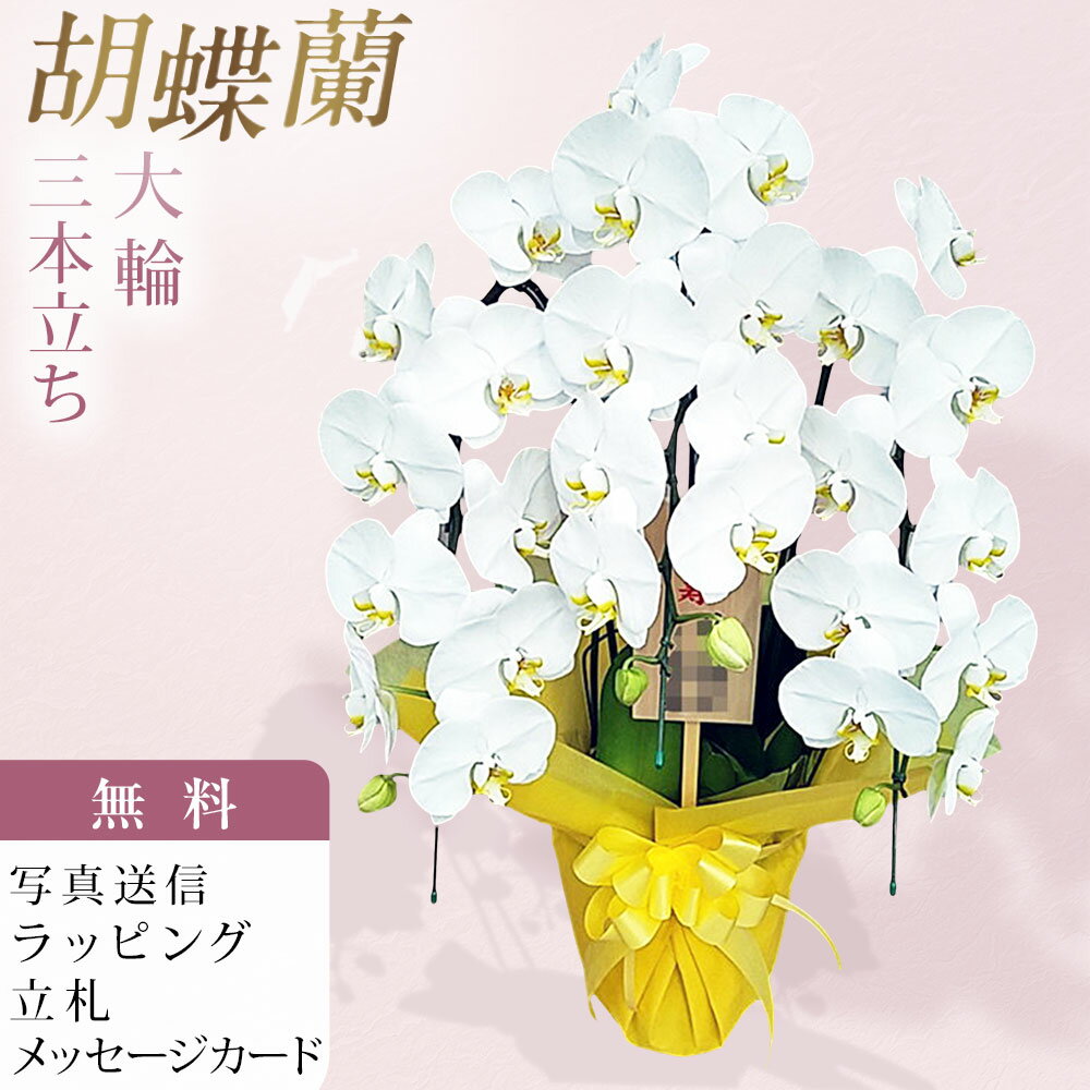 Phalaenopsis Midi （3 Stalks） - 胡蝶蘭 3本立ち 大輪 白 木札 傘寿 お祝い 移転祝い 開店祝い 就任祝い 開院祝い 開業祝い 周年祝い 昇進祝い 退職祝い 当選祝い 誕生日 還暦 米寿 卒寿 お供え 御供 供花 命日 鉢花 産地直送 写真送信 立札 ラッピング無料 育て方パンフレット付 送料無料