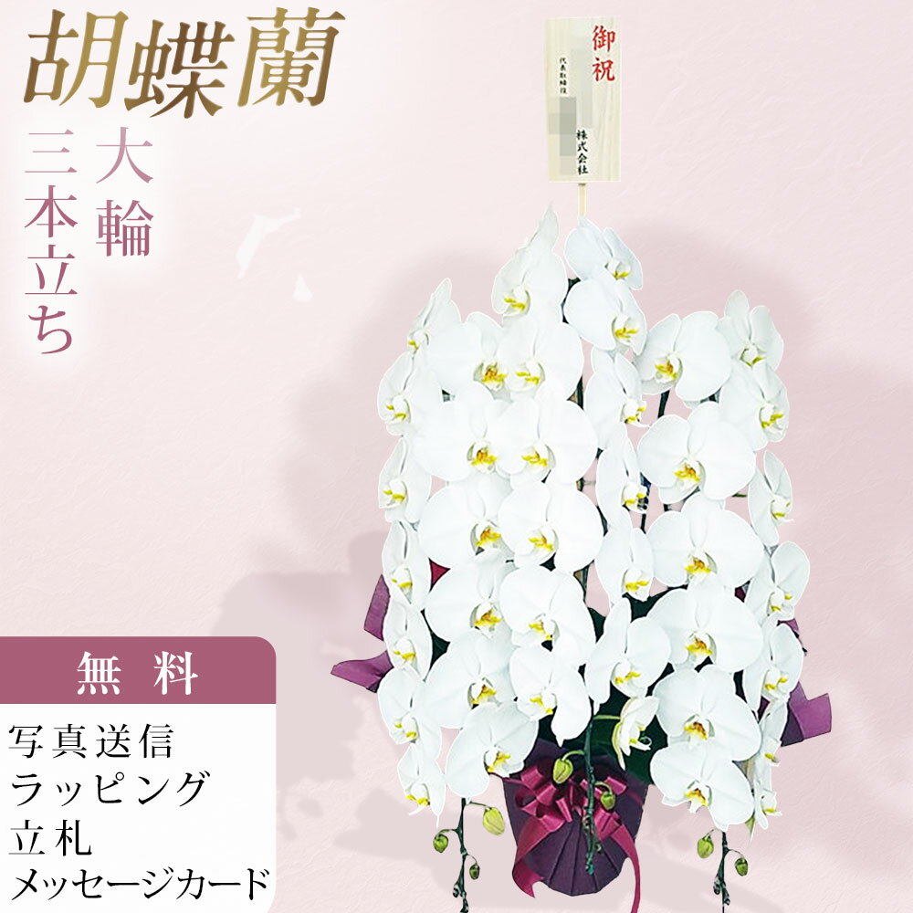 Phalaenopsis Midi （3 Stalks） - 胡蝶蘭 3本立ち 大輪 白 木札 御祝 お祝い 移転祝い 開店祝い 就任祝い 開院祝い 開業祝い 周年祝い 昇進祝い 退職祝い 当選祝い 誕生日 還暦 米寿 卒寿 お供え 御供 供花 命日 鉢花 花 贈り物 産地直送 写真送信 立札 ラッピング無料 育て方パンフレット付 送料無料
