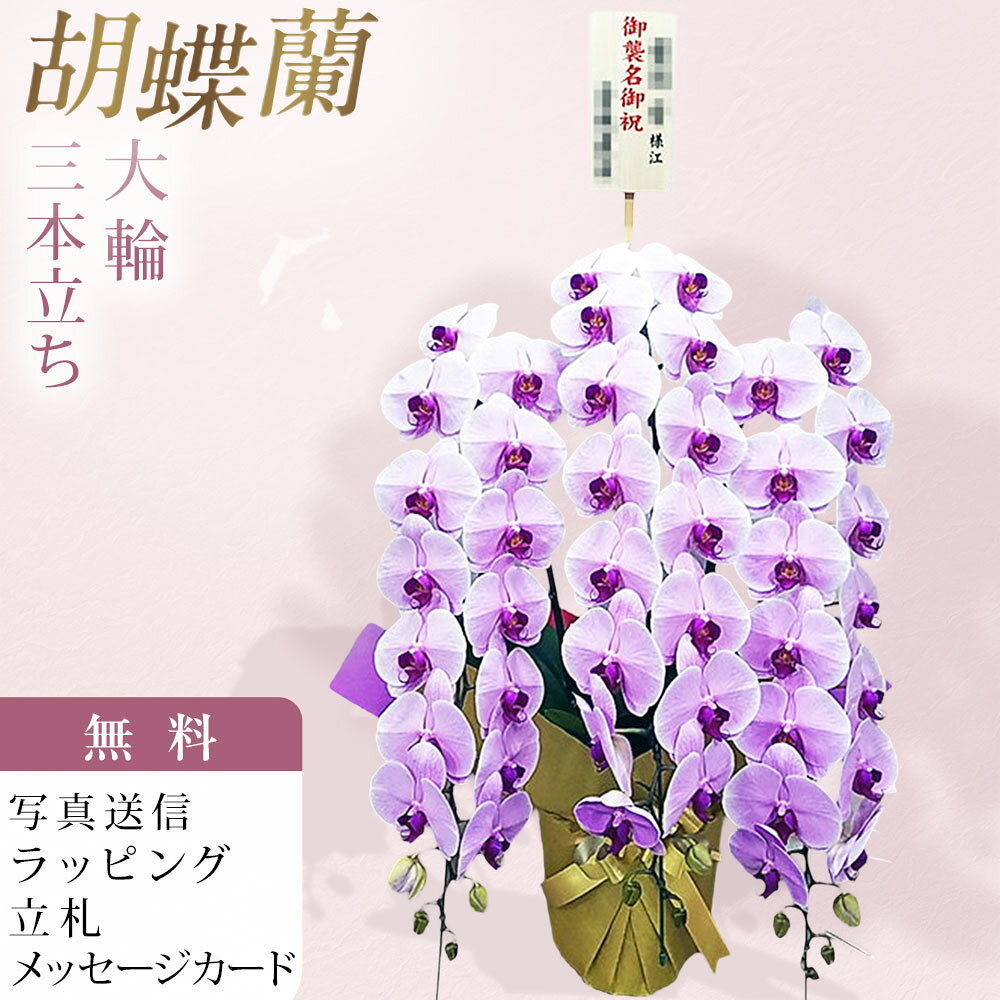 Rakuten - 胡蝶蘭 3本立ち 大輪 ピンク 木札 御襲名 お祝い 移転祝い 開店祝い 就任祝い 開院祝い 開業祝い 周年祝い 昇進祝い 退職祝い 当選祝い 誕生日 還暦 米寿 卒寿 お供え 御供 供花 命日 鉢花 花 産地直送 写真送信 立札 ラッピング無料 育て方パンフレット付 送料無料