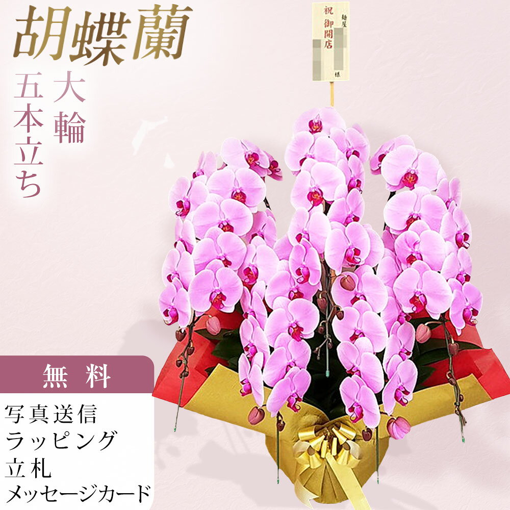 合種 - 胡蝶蘭 5本立ち 大輪 ピンク 木札 御開店 お祝い 移転祝い 開店祝い 就任祝い 開院祝い 開業祝い 周年祝い 昇進祝い 退職祝い 当選祝い 誕生日 還暦 米寿 卒寿 お供え 御供 供花 命日 鉢花 産地直送 写真送信 立札 ラッピング無料 育て方パンフレット付 送料無料