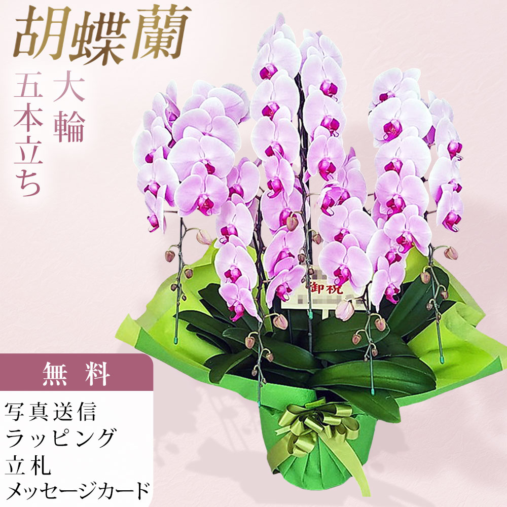 Rakuten - 胡蝶蘭 大輪 5本立ち ピンク 木札 御祝 お祝い 移転祝い 開店祝い 就任祝い 開院祝い 開業祝い 周年祝い 昇進祝い 退職祝い 当選祝い 誕生日 還暦 米寿 卒寿 お供え 御供 供花 命日 鉢花 産地直送 写真送信 立札 ラッピング無料 育て方パンフレット付 送料無料 ビジネスにも