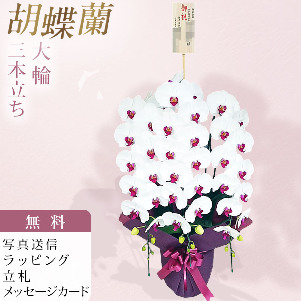 Rakuten - 胡蝶蘭 3本立ち 大輪 赤リップ 木札 御祝 お祝い 移転祝い 開店祝い 就任祝い 開院祝い 開業祝い 周年祝い 昇進祝い 退職祝い 当選祝い 誕生日 還暦 米寿 卒寿 お供え 御供 供花 命日 鉢花 花 産地直送 写真送信 立札 ラッピング無料 育て方パンフレット付 送料無料