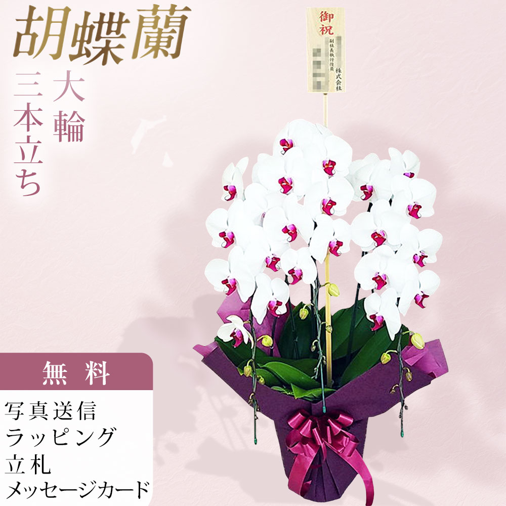 Rakuten - 胡蝶蘭 3本立ち 大輪 赤リップ お祝い 移転祝い 開店祝い 就任祝い 開院祝い 開業祝い 周年祝い 昇進祝い 退職祝い 当選祝い 誕生日 還暦 米寿 卒寿 お供え 御供 供花 命日 鉢花 花 産地直送 写真送信 立札 ラッピング無料 育て方パンフレット付 送料無料 ビジネスにも