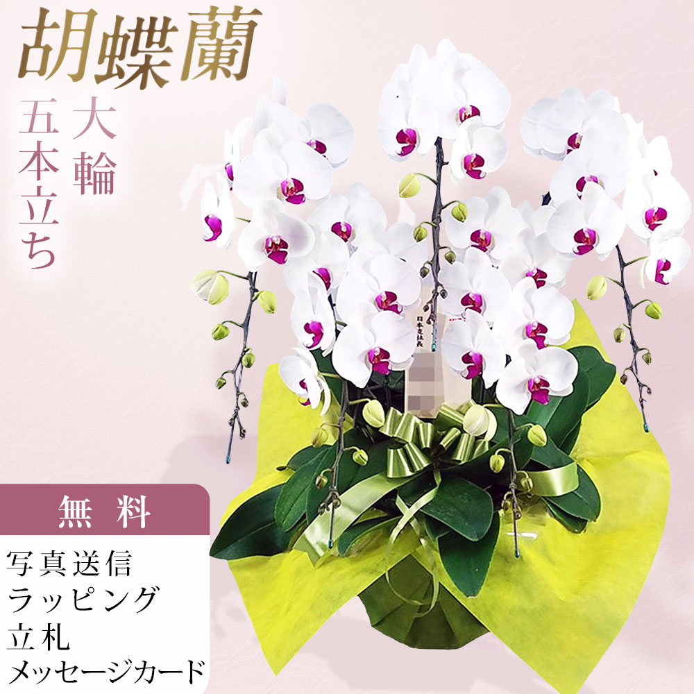 5 Stalks - 胡蝶蘭 5本立ち 大輪 白 赤リップ お祝い 移転祝い 開店祝い 就任祝い 開院祝い 開業祝い 周年祝い 昇進祝い 退職祝い 当選祝い 誕生日 還暦 米寿 卒寿 お供え 御供 供花 命日 鉢花 産地直送 写真送信 立札 ラッピング無料 育て方パンフレット付 送料無料