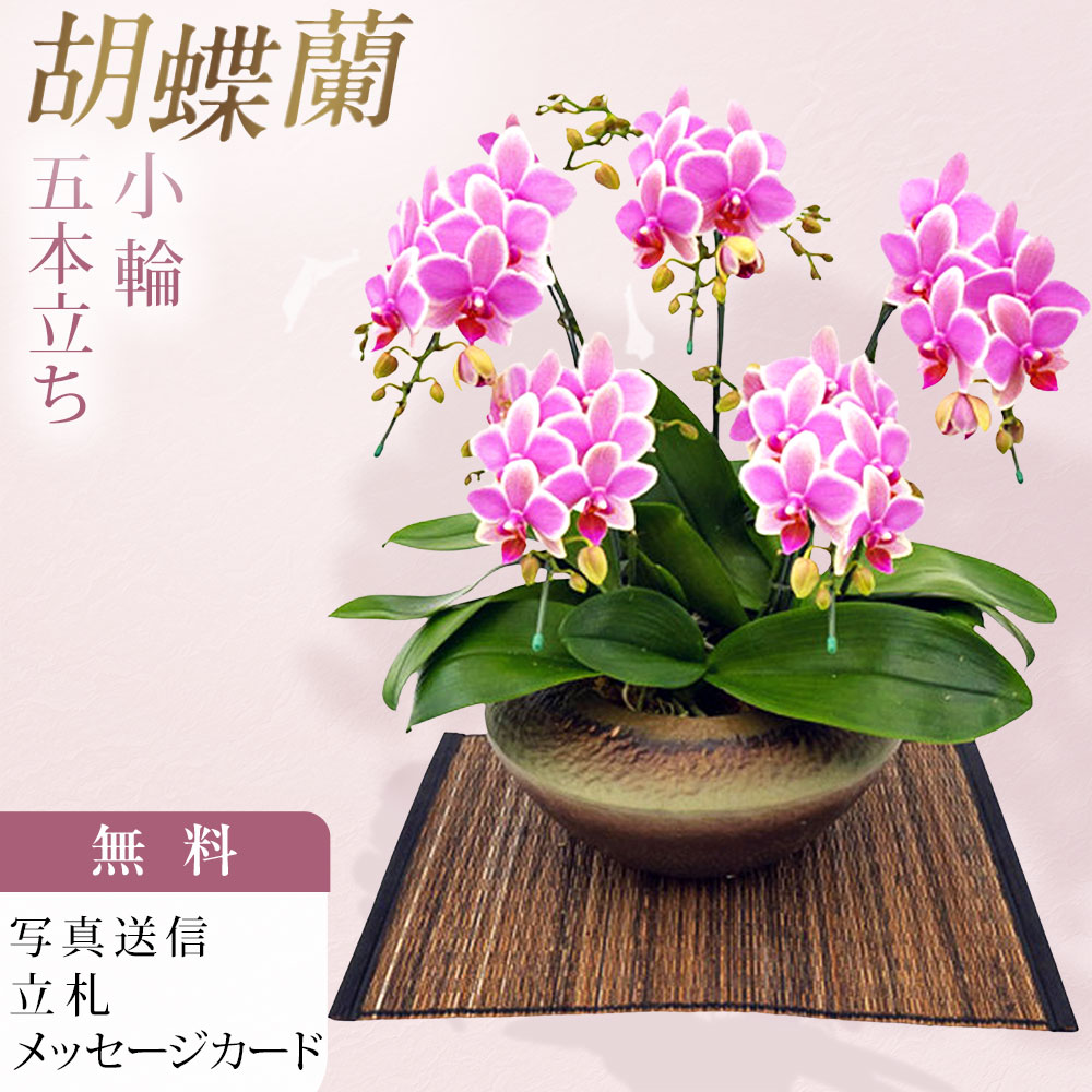 Rakuten - ミディ胡蝶蘭 和鉢 まどか 5本立ち ハワイアンマーメイド お祝い 移転祝い 開店祝い 就任祝い 開院祝い 開業祝い 周年祝い 誕生日 還暦 米寿 卒寿 鉢花 花 贈り物 産地直送 写真送信 立札 育て方パンフレット付 送料無料