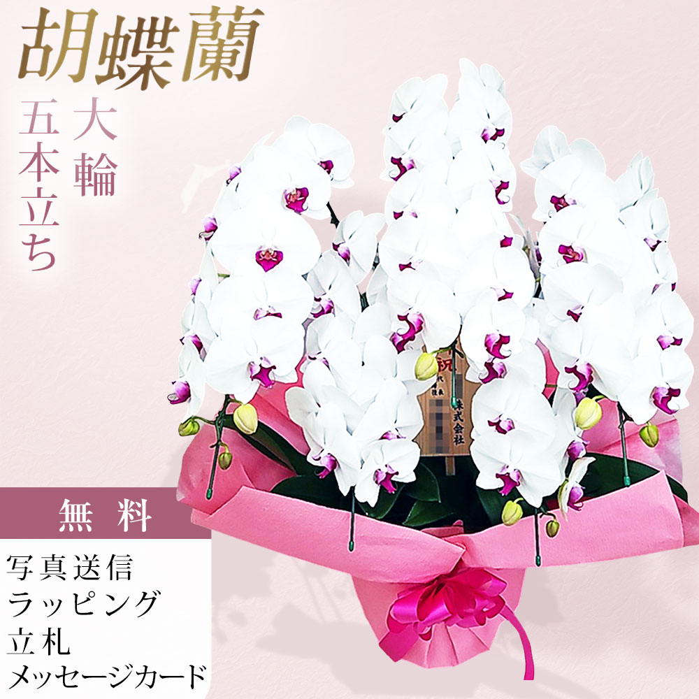 樂天商城 - 胡蝶蘭 5本立ち 大輪 白 赤リップ 木札 お祝い 移転祝い 開店祝い 就任祝い 開院祝い 開業祝い 周年祝い 昇進祝い 退職祝い 当選祝い 誕生日 還暦 米寿 卒寿 お供え 御供 供花 命日 鉢花 産地直送 写真送信 立札 ラッピング無料 育て方パンフレット付 送料無料