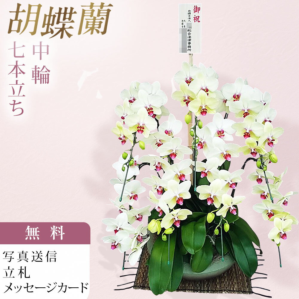 胡蝶蘭 中大輪 ゴールデンエイジ 7本立ち 黄色 イエロー 和鉢 まどか 大 木札 御祝 お祝い 移転祝い 開店祝い 就任祝い 開院祝い 開業祝い 周年祝い 昇進祝い 退職祝い 当選祝い 還暦 米寿 卒寿 産地直送 写真送信 立札 育て方パンフレット付 送料無料