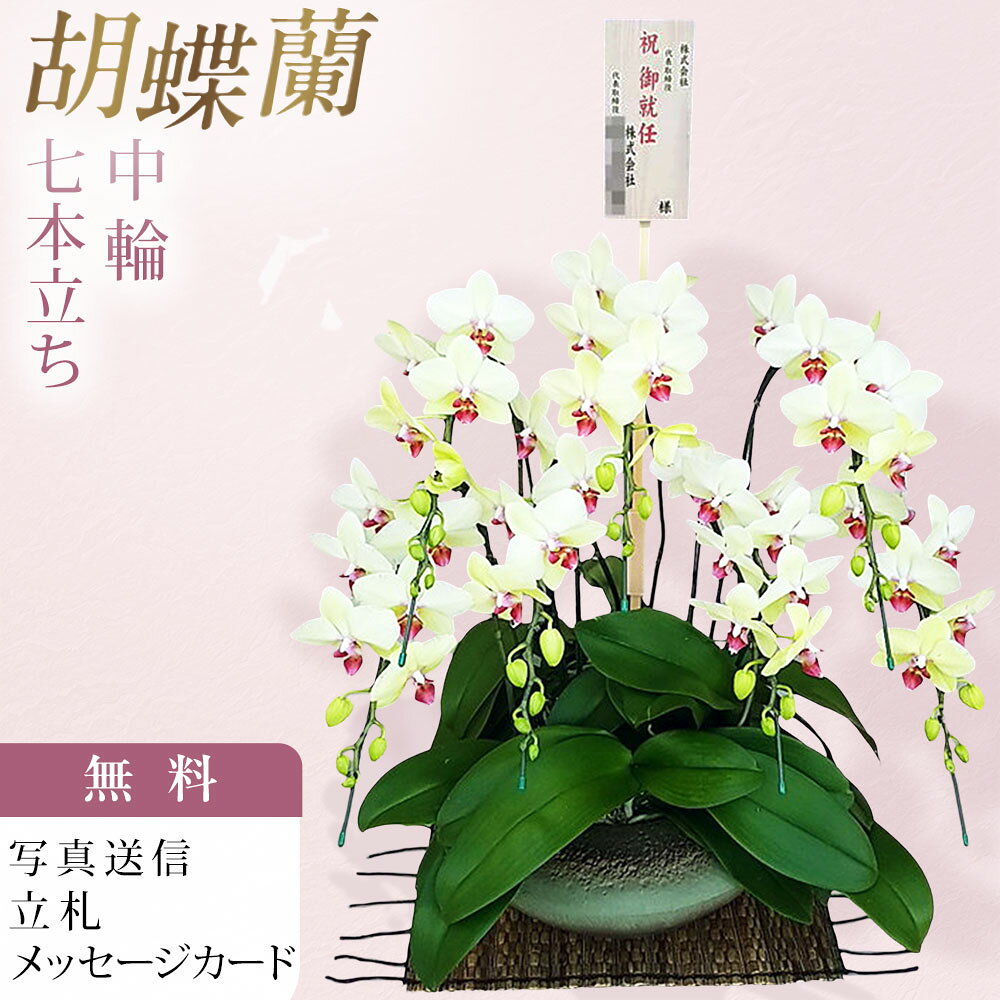■生産農園のご紹介 洋蘭の鉄人と言われる森田洋蘭園で生産された胡蝶蘭をお届け致します。 40年以上の歳月をかけ、数千もの胡蝶蘭を掛け合わせて育種を続けた現在、数多くのオリジナル品種を生み出し、国内外で高い評価を得ています。高品質かつ少量多品種の栽培をモットーに、選ぶ愉しみある洋蘭のあり方を提案されています。 森田洋蘭園では、国内の多くの生産者がもうやらなくなってしまった品種改良を創業当時から現在も続け、ひとつの品種に約10年という歳月を費やしながら、森田洋蘭園だけのオリジナル品種の数々を生み出してきた歴史があります。そこから紡ぎ出される栽培技術の集積によって、多くの受賞歴を誇る個性豊かな胡蝶蘭を世に送り出し今日に至ります。 受賞歴；農林水産大臣賞、世界らん展ブルーリボン賞（トロフィー賞）※最高位、他多数 ■ゴールデンエイジ Phal. Golden Age "El Dorado" 交配親名 ： ホワイトドリーム　×　サラ・フランシス・プライデン 昔の黄色系品種は、花は小さく色合いも冴えないものでした。 そこでより大きくより鮮やかな黄色系を作るために交配を続けること10年。ようやくこの花を作出する事ができました。 正式名称は、ゴールデンエイジ エルドラド。 必ず良い花が生まれるはずだと続けた長年の挑戦の経緯と、いままでになかった豪華な黄色にふさわしい名前として、かつてヨーロッパ人がその存在を信じ、命がけの冒険へと駆り立てた「黄金郷エルドラド」から名前をとりました。 森田洋蘭園のミディ系の中で、最も背が高くボリュームが出せる品種です。定番の大輪系ではないものを贈りたいが、大きなものを贈りたいという時にはおすすめです。 品種の詳細 ●背が高く、中大輪系の中では非常にボリュームがある ●花径9〜10cm前後 ●グリーン系の黄色 ●とがった星形の花 ●たくさん枝分かれするステム（茎） ●森田洋蘭園オリジナル品種 ■まどかについて この和鉢「まどか」は、独特の形状で置くだけで上質な和の空間を演出します。 職人による手作りで、ひとつひとつ丁寧に仕上げられた一品です。 ※商品画像と比べて色味が若干異なる場合がございます。 ■お届け日時 弊店営業日の15時迄にご注文を頂きましたら、翌々日出荷致します。 北海道、九州、沖縄地域へのお届けは、出荷してお届けする迄に2日以上掛かります。 ■立札、メッセージカード、ラッピング 立札（木札・紙札）、メッセージカードは無料。ラッピングは対応できません。 ■画像配信 お届けした商品写真をメールにてお送り致します。 ■サイズ 高さ 約80cm前後　※仕立て状態により変わる場合があります。 ■その他 北海道・寒冷地域へのお届けは温度障害を防ぐため、4月〜11月までの期間しか出荷できません。気象条件により可能な場合も有りますので、詳しくはお問合せ願います。 弊店休業日のご注文は翌営業日の扱いとなります。 ■注意事項 ご注文のタイミングにより開花していない場合が稀にある為、ご希望の納期にお届けできない場合がございます。ご注文前にお問合せ頂けましたら開花状況をお知らせ致します。 胡蝶蘭 森田洋蘭園 森田 有名 生産者 評判 7本立ち 7本立 7本 中大輪系 中大輪 中輪色 黄色 貴 イエロー グリーン 洋蘭 洋ラン 胡蝶 ラン 蘭 洋 鉢 フラワーショップ乃木坂 乃木坂 お祝い ギフト 誕生日 開店 祝い 開店祝い 開業 新年 挨拶 還暦 お盆 敬老の日 敬老 クリスマス 正月 お供え 花 珍しい 原種 柄 匿名 配送 送料 送料無料 安い お急ぎ 沖縄