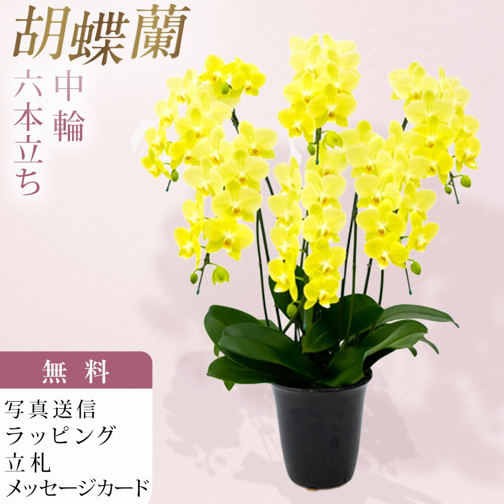 樂天商城 - ミディ胡蝶蘭 中大輪系 ライムライト 6本立ち 黄色 イエロー お祝い 移転祝い 開店祝い 就任祝い 開院祝い 開業祝い 周年祝い 昇進祝い 退職祝い 当選祝い 誕生日 還暦 米寿 卒寿 お供え 御供 産地直送 写真送信 立札 ラッピング無料 育て方パンフレット付 送料無料