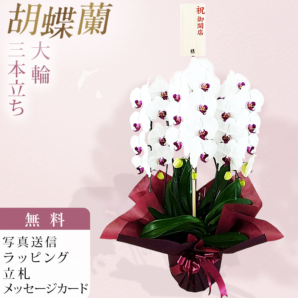 胡蝶蘭 3本立 25輪〜32輪 赤リップ色 お祝い 移転祝い 開店祝い 就任祝い 開院祝い 開業祝い 周年祝い 昇進祝い 退職祝い 当選祝い 誕生日 還暦 米寿 卒寿 お供え 御供 供花 命日 鉢花 産地直送 写真送信 立札 ラッピング無料 育て方パンフレット付 送料無料