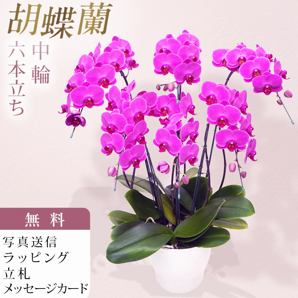 Rakuten - ミディ 胡蝶蘭 6本立ち ルビースター ピンク お祝い 移転祝い 開店祝い 就任祝い 開院祝い 開業祝い 周年祝い 昇進祝い 退職祝い 当選祝い 誕生日 還暦 米寿 卒寿 お供え 御供 供花 命日 鉢花 産地直送 写真送信 立札 ラッピング無料 育て方パンフレット付 送料無料