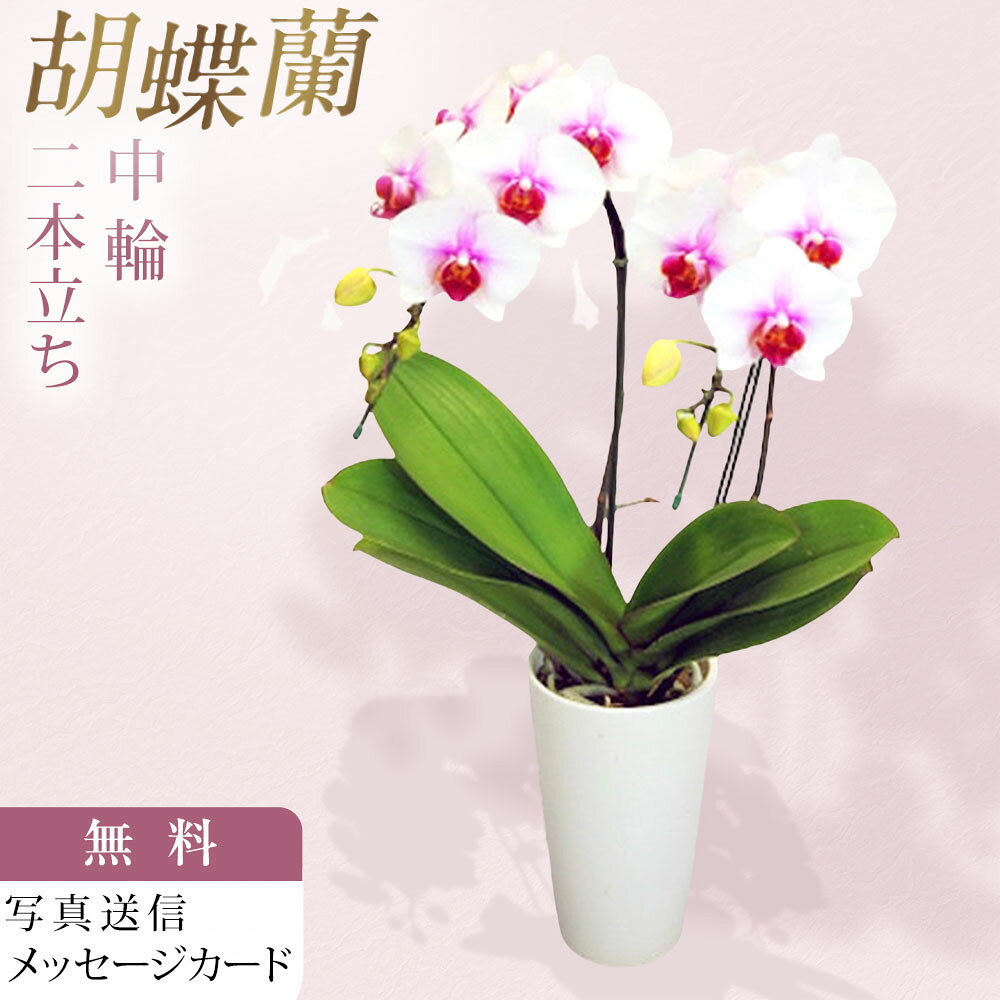 Rakuten - ミディ胡蝶蘭 中大輪 サンクスポット Thanks Pot サクラヒメ さくらひめ 2本立ち 赤リップ お祝い 移転祝い 開店祝い 就任祝い 開院祝い 開業祝い 周年祝い 昇進祝い 退職祝い 当選祝い 誕生日 還暦 米寿 卒寿 鉢花 産地直送 写真送信 育て方パンフレット付 送料無料