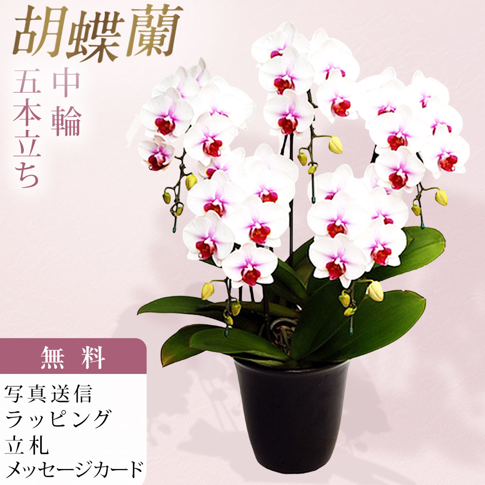 ミディ 中大輪 サクラヒメ