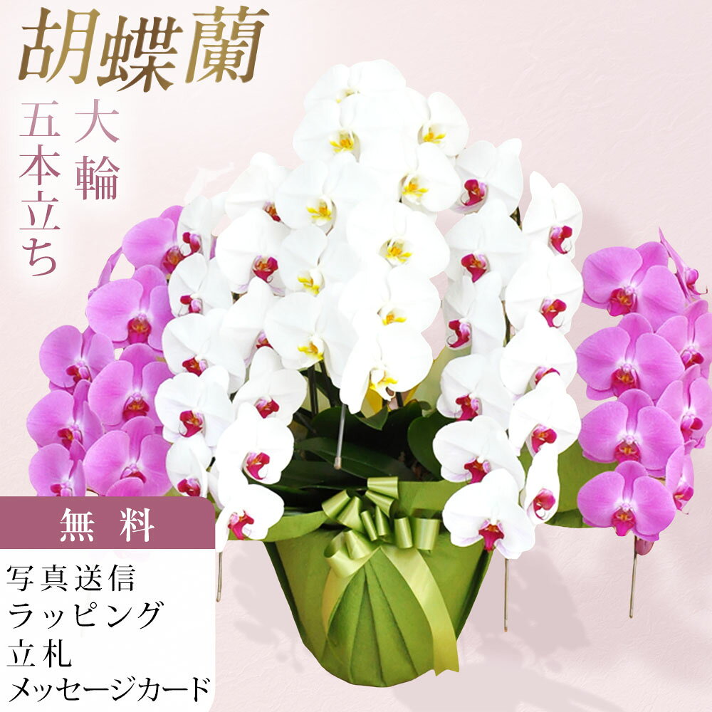 胡蝶蘭 大輪 5本立ち ミックス 白 白 赤リップ ピンク 寄せ お祝い 移転祝い 開店祝い 就任祝い 開院祝い 開業祝い 周年祝い 昇進祝い 退職祝い 当選祝い 誕生日 還暦 米寿 卒寿 鉢花 花 贈り物 産地直送 写真送信 立札 ラッピング無料 育て方パンフレット付 送料無料