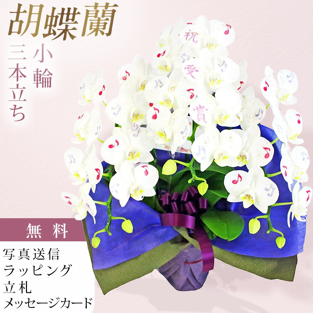 ■化粧蘭 小輪胡蝶蘭 3本立ち「祝 受賞・音符」 白い小輪胡蝶蘭の花びらに「祝」「受賞」の文字と、色とりどりの音符を施した、華やかな化粧蘭です。 専門の職人が一輪一輪、丁寧に手作業で仕上げています。 花びらに文字や絵柄、金ラメを施すことで、通常の胡蝶蘭とはひと味違う、華やかで記憶に残る一鉢に仕上げました。 「祝 受賞」の文字と音符のデザインは、吹奏楽コンクールや音楽コンクール、発表会、演奏会などでの受賞祝いをはじめ、音楽に関わる方への特別な贈り物にもおすすめです。 花びらに「おめでとう」の想いを込めて、大切な方へお届けします。 3本立ちならではの華やかさとボリュームがあり、約50cmの飾りやすいサイズ感も魅力です。 ■生産会社のご紹介 アートグリーン株式会社が手掛ける化粧蘭をお届けいたします。 化粧蘭は、胡蝶蘭の花びらに専用のパウダーを使用し、文字や絵柄、ラメなどの装飾を施した特別な胡蝶蘭です。 専門の職人がひとつひとつ丁寧に手作業で仕上げることで、お祝いの気持ちを花びらそのものに表現します。 一般的な胡蝶蘭とはひと味違う華やかさがあり、印象に残る特別なお祝い花としてお楽しみいただけます。 ■デザインについて こちらの商品は「祝・受賞」の文字、「音符」の絵柄、「金ラメ」を施したデザインとなります。 絵柄・文字の変更、追加はできません。 ラッピングの色、ラメの色は変更可能です。 ご指定がない場合は、商品写真と同じ内容でお届けいたします。 ■お届け日時 完全受注生産のため、ご注文日の6日後よりお届け可能です。 （例：月曜日のご注文で土曜日のお届けが可能です。） 短納期でのお届けをご希望の場合は、ご注文前にお問い合わせください。 【お届け時間帯】 お届け時間の指定はできません。 ■立札、メッセージカード、ラッピング ラッピング、メッセージカード、立札は無料で承ります。 ■お届け写真 お届けした商品の写真を発送完了メールにてお送りいたします。 ■サイズ 高さ 約50cm ※生花のため、仕立て状態により多少異なる場合がございます。 ■ご注文の際のご注意 こちらの商品は完全受注生産となります。 ご注文後の変更・キャンセルは承ることができませんので、ご注文内容をご確認のうえお申し込みください。 ご注文内容についてご不明な点やご相談がございましたら、ご注文前にお気軽にお問い合わせください。 ■化粧蘭について ・パウダーは蘭専用のものであり、一般的な化粧品とは異なります。 ・花に触れると、パウダーが衣類などに付着する場合がございます。 ・パウダー加工による花持ちへの影響はなく、通常の胡蝶蘭と同様にお楽しみいただけます。 ・花には霧吹きなどで直接水をかけないでください。 ・つぼみには文字や絵柄などの加工は施しておりません。 ・専門の職人がひとつひとつ手作業で仕上げるため、文字・絵柄・ラメの配色や配置などは商品写真と異なる場合がございます。 ・生花のため、花姿や開花状態などには個体差があり、商品写真とは異なる場合がございます。あらかじめご了承ください。 ■営業日 日曜日・祝日・年末年始は休業日となります。 胡蝶蘭 化粧蘭 化粧胡蝶蘭 小輪胡蝶蘭 ミディ胡蝶蘭 3本立ち 3本立 3本 白 白色 ホワイト 洋蘭 洋ラン ラン 蘭 鉢 鉢花 生花 アートグリーン お祝い ギフト プレゼント フラワーギフト 受賞祝い 受賞御祝 祝受賞 表彰祝い コンクール 受賞 コンクール祝い 音楽 音符 吹奏楽 吹奏楽部 吹奏楽コンクール 演奏会 発表会 音楽発表会 ピアノ発表会 ピアノコンクール 合唱コンクール 音楽コンクール 開店祝い 開業祝い 就任祝い 移転祝い 周年祝い 記念日 誕生日 お礼 感謝 おしゃれ 珍しい 特別 オリジナル 華やか ラメ 金ラメ 文字入り メッセージ入り 花びら アートフラワー フラワーショップ乃木坂 乃木坂 送料無料 立札 メッセージカード 写真送信