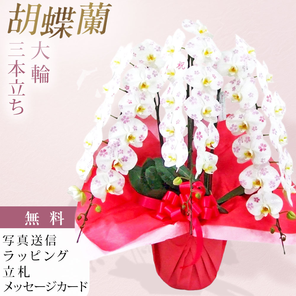 定番文字一覧（無料） ■化粧蘭 大輪胡蝶蘭 3本立ち 白い大輪胡蝶蘭の花びらに、文字や絵柄を施した特別な「化粧蘭」です。 専門の職人が一輪一輪、蘭専用のパウダーを使用して丁寧に手作業で仕上げています。 気品ある白い胡蝶蘭に華やかな文字や絵柄を添えることで、通常の胡蝶蘭とはひと味違う、記憶に残る一鉢に仕上げました。 誕生日・開店祝い・開業祝い・周年祝い・就任祝い・移転祝いなど、さまざまなお祝いの贈り物におすすめです。 花びらそのものにお祝いの言葉や想いを込めて届けられる、特別感のある胡蝶蘭です。 3本立ちならではの豊かなボリュームと華やかさがあり、たくさんの花が咲き広がる豪華な花姿も魅力です。 ■生産会社のご紹介 アートグリーン株式会社が手掛ける化粧蘭をお届けいたします。 化粧蘭は、胡蝶蘭の花びらに専用のパウダーを使用し、文字や絵柄などの装飾を施した特別な胡蝶蘭です。 専門の職人がひとつひとつ丁寧に手作業で仕上げ、お祝いの気持ちを花びらそのものに表現します。 一般的な胡蝶蘭とはひと味違う華やかさと特別感があり、記憶に残るお祝い花としてお楽しみいただけます。 ■文字・絵柄について 定番文字一覧より、ご希望の文字を無料でお選びいただけます。 文字色は「ブルー」「ピンク」「レッド」より1色をお選びいただけます。 ひらがなでの文字入れにも対応しております。 「はなこさんへ」「たろうより」など、ご希望の文字内容をご注文時の備考欄にご記入ください。 指定以外の絵柄・ロゴマーク・文字をご希望の場合も承ります。 内容によって対応可否が異なりますので、ご注文前にお問い合わせください。 ■お届け日時 完全受注生産のため、ご注文日の6日後よりお届け可能です。 （例：月曜日のご注文で土曜日のお届けが可能です。） 短納期でのお届けをご希望の場合は、ご注文前にお問い合わせください。 【お届け時間帯】 お届け時間の指定はできません。 ■立札、メッセージカード、ラッピング ラッピング、メッセージカード、立札は無料で承ります。 ■お届け写真 お届けした商品の写真を発送完了メールにてお送りいたします。 ■サイズ 高さ 約80～95cm ※生花のため、仕立て状態により多少異なる場合がございます。 ■ご注文の際のご注意 こちらの商品は完全受注生産となります。 ご注文後の変更・キャンセルは承ることができませんので、ご注文内容をご確認のうえお申し込みください。 文字・絵柄・ロゴマークなど、ご注文内容についてご不明な点がございましたら、ご注文前にお問い合わせください。 ■化粧蘭について ・パウダーは蘭専用のものであり、一般的な化粧品とは異なります。 ・花に触れると、パウダーが衣類などに付着する場合がございます。 ・パウダー加工による花持ちへの影響はなく、通常の胡蝶蘭と同様にお楽しみいただけます。 ・花には霧吹きなどで直接水をかけないでください。 ・つぼみには文字や絵柄などの加工は施しておりません。 ・専門の職人がひとつひとつ手作業で仕上げるため、文字・絵柄・配色・配置などは商品写真と異なる場合がございます。 ・生花のため、花姿や開花状態などには個体差があり、商品写真とは異なる場合がございます。あらかじめご了承ください。 ■営業日 日曜日・祝日・年末年始は休業日となります。 胡蝶蘭 化粧蘭 化粧胡蝶蘭 大輪化粧蘭 大輪胡蝶蘭 3本立ち 3本立 3本 白 白色 ホワイト 洋蘭 洋ラン ラン 蘭 鉢 鉢花 生花 アートグリーン 文字入り 文字入れ メッセージ入り 絵柄入り 花びらアート オリジナル オリジナル胡蝶蘭 ロゴ ロゴ入り 名入れ お祝い ギフト プレゼント フラワーギフト 贈り物 誕生日 誕生日プレゼント 開店祝い 開業祝い 周年祝い 創業祝い 就任祝い 昇進祝い 栄転祝い 移転祝い 新築祝い 還暦祝い 長寿祝い 記念日 お礼 感謝 開店 開業 周年 就任 移転 おしゃれ 華やか 豪華 珍しい 特別 高級 法人 法人ギフト ビジネスギフト ラッピング無料 立札無料 メッセージカード無料 写真送信 送料無料 フラワーショップ乃木坂 乃木坂