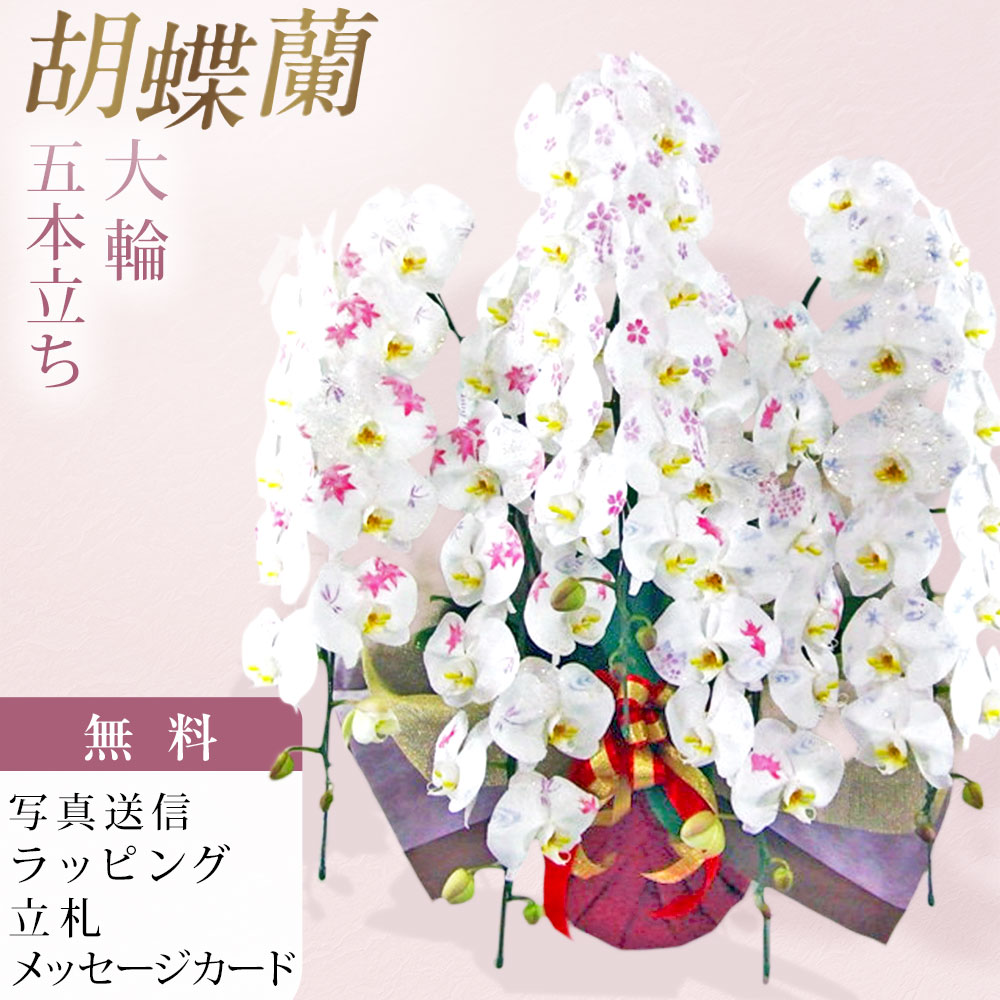 定番文字一覧（無料） ■化粧蘭 大輪胡蝶蘭 5本立ち 白い大輪胡蝶蘭の花びらに、文字や絵柄を施した特別な「化粧蘭」です。 専門の職人が一輪一輪、蘭専用のパウダーを使用して丁寧に手作業で仕上げています。 気品ある白い胡蝶蘭に華やかな文字や絵柄を添えることで、通常の胡蝶蘭とはひと味違う、記憶に残る一鉢に仕上げました。 誕生日・開店祝い・開業祝い・周年祝い・就任祝い・移転祝いなど、さまざまなお祝いの贈り物におすすめです。 花びらそのものにお祝いの言葉や想いを込めて届けられる、特別感のある胡蝶蘭です。 5本立ちならではの豊かなボリュームと華やかさがあり、たくさんの花が咲き広がる豪華な花姿も魅力です。 ■生産会社のご紹介 アートグリーン株式会社が手掛ける化粧蘭をお届けいたします。 化粧蘭は、胡蝶蘭の花びらに専用のパウダーを使用し、文字や絵柄などの装飾を施した特別な胡蝶蘭です。 専門の職人がひとつひとつ丁寧に手作業で仕上げ、お祝いの気持ちを花びらそのものに表現します。 一般的な胡蝶蘭とはひと味違う華やかさと特別感があり、記憶に残るお祝い花としてお楽しみいただけます。 ■文字・絵柄について 定番文字一覧より、ご希望の文字を無料でお選びいただけます。 文字色は「ブルー」「ピンク」「レッド」より1色をお選びいただけます。 ひらがなでの文字入れにも対応しております。 「はなこさんへ」「たろうより」など、ご希望の文字内容をご注文時の備考欄にご記入ください。 指定以外の絵柄・ロゴマーク・文字をご希望の場合も承ります。 内容によって対応可否が異なりますので、ご注文前にお問い合わせください。 ■お届け日時 完全受注生産のため、ご注文日の6日後よりお届け可能です。 （例：月曜日のご注文で土曜日のお届けが可能です。） 短納期でのお届けをご希望の場合は、ご注文前にお問い合わせください。 【お届け時間帯】 お届け時間の指定はできません。 ■立札、メッセージカード、ラッピング ラッピング、メッセージカード、立札は無料で承ります。 ■お届け写真 お届けした商品の写真を発送完了メールにてお送りいたします。 ■サイズ 高さ 約100cm ※生花のため、仕立て状態により多少異なる場合がございます。 ■ご注文の際のご注意 こちらの商品は完全受注生産となります。 ご注文後の変更・キャンセルは承ることができませんので、ご注文内容をご確認のうえお申し込みください。 文字・絵柄・ロゴマークなど、ご注文内容についてご不明な点がございましたら、ご注文前にお問い合わせください。 ■化粧蘭について ・パウダーは蘭専用のものであり、一般的な化粧品とは異なります。 ・花に触れると、パウダーが衣類などに付着する場合がございます。 ・パウダー加工による花持ちへの影響はなく、通常の胡蝶蘭と同様にお楽しみいただけます。 ・花には霧吹きなどで直接水をかけないでください。 ・つぼみには文字や絵柄などの加工は施しておりません。 ・専門の職人がひとつひとつ手作業で仕上げるため、文字・絵柄・配色・配置などは商品写真と異なる場合がございます。 ・生花のため、花姿や開花状態などには個体差があり、商品写真とは異なる場合がございます。あらかじめご了承ください。 ■営業日 日曜日・祝日・年末年始は休業日となります。 胡蝶蘭 化粧蘭 化粧胡蝶蘭 大輪化粧蘭 大輪胡蝶蘭 5本立ち 5本立 5本 白 白色 ホワイト 洋蘭 洋ラン ラン 蘭 鉢 鉢花 生花 アートグリーン 文字入り 文字入れ メッセージ入り 絵柄入り 花びらアート オリジナル オリジナル胡蝶蘭 ロゴ ロゴ入り 名入れ お祝い ギフト プレゼント フラワーギフト 贈り物 誕生日 誕生日プレゼント 開店祝い 開業祝い 周年祝い 創業祝い 就任祝い 昇進祝い 栄転祝い 移転祝い 新築祝い 還暦祝い 長寿祝い 記念日 お礼 感謝 開店 開業 周年 就任 移転 おしゃれ 華やか 豪華 珍しい 特別 高級 法人 法人ギフト ビジネスギフト ラッピング無料 立札無料 メッセージカード無料 写真送信 送料無料 フラワーショップ乃木坂 乃木坂